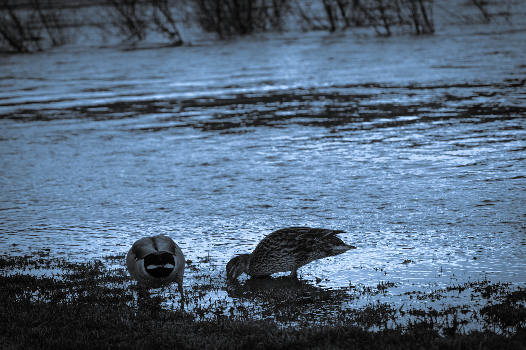 用雾霭、缄默、迁徙、赌注、沼泽、瞄准、狩猎、盘旋、喧嚷、邀请、凋零、枯燥、稀疏、弥漫、目空一切、偷