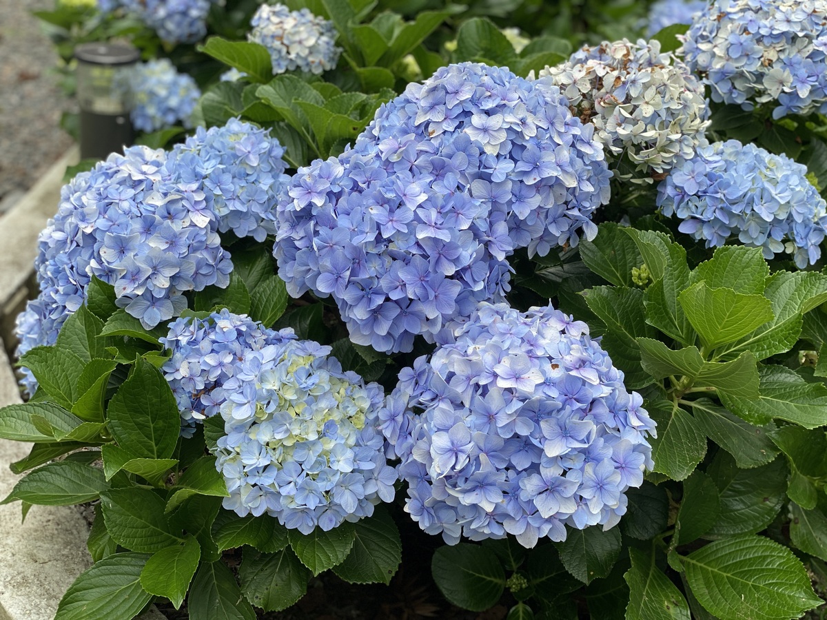 天蓝绣球的最佳温度和湿度