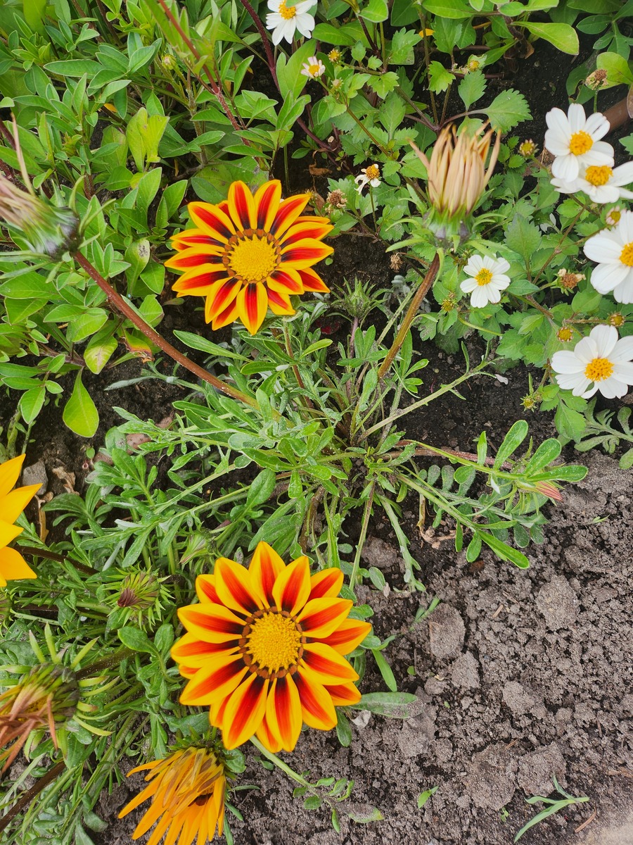 龙爪菊可以喂小鸡雏吗？答案是：不能！