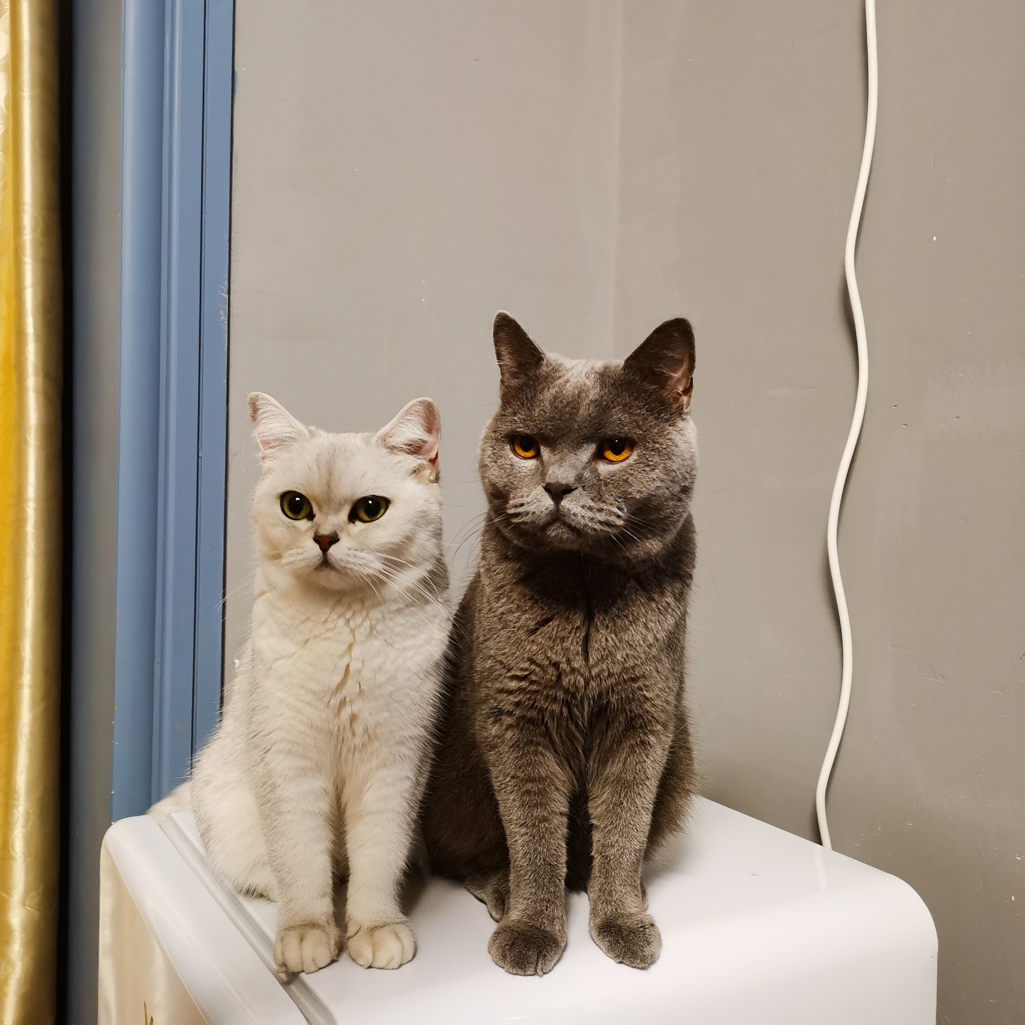 我家的小胖猫：一只粘人又可爱的美国短毛猫