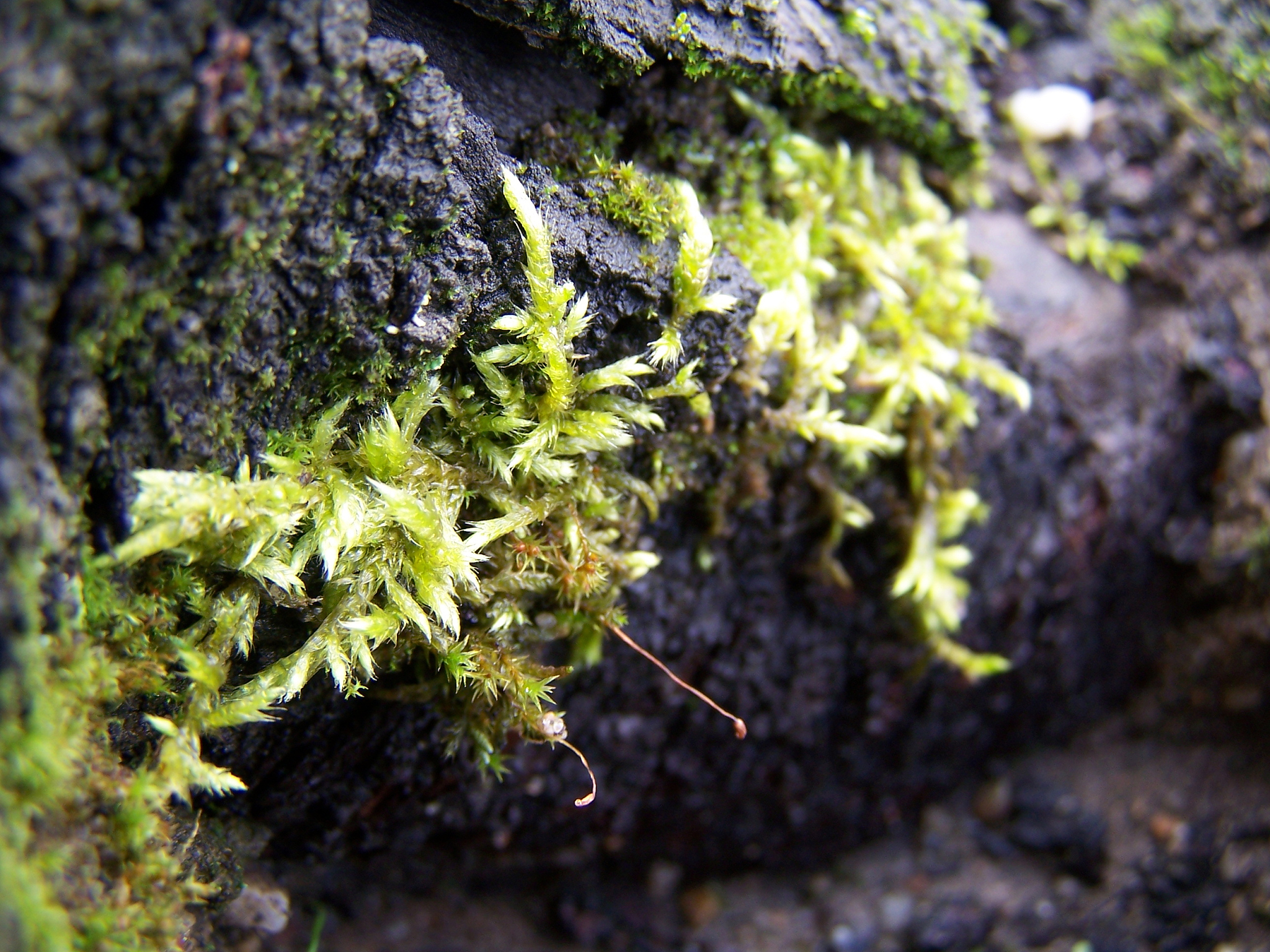 2+2+2+...+2 等于 200 的时候，有几个 2？