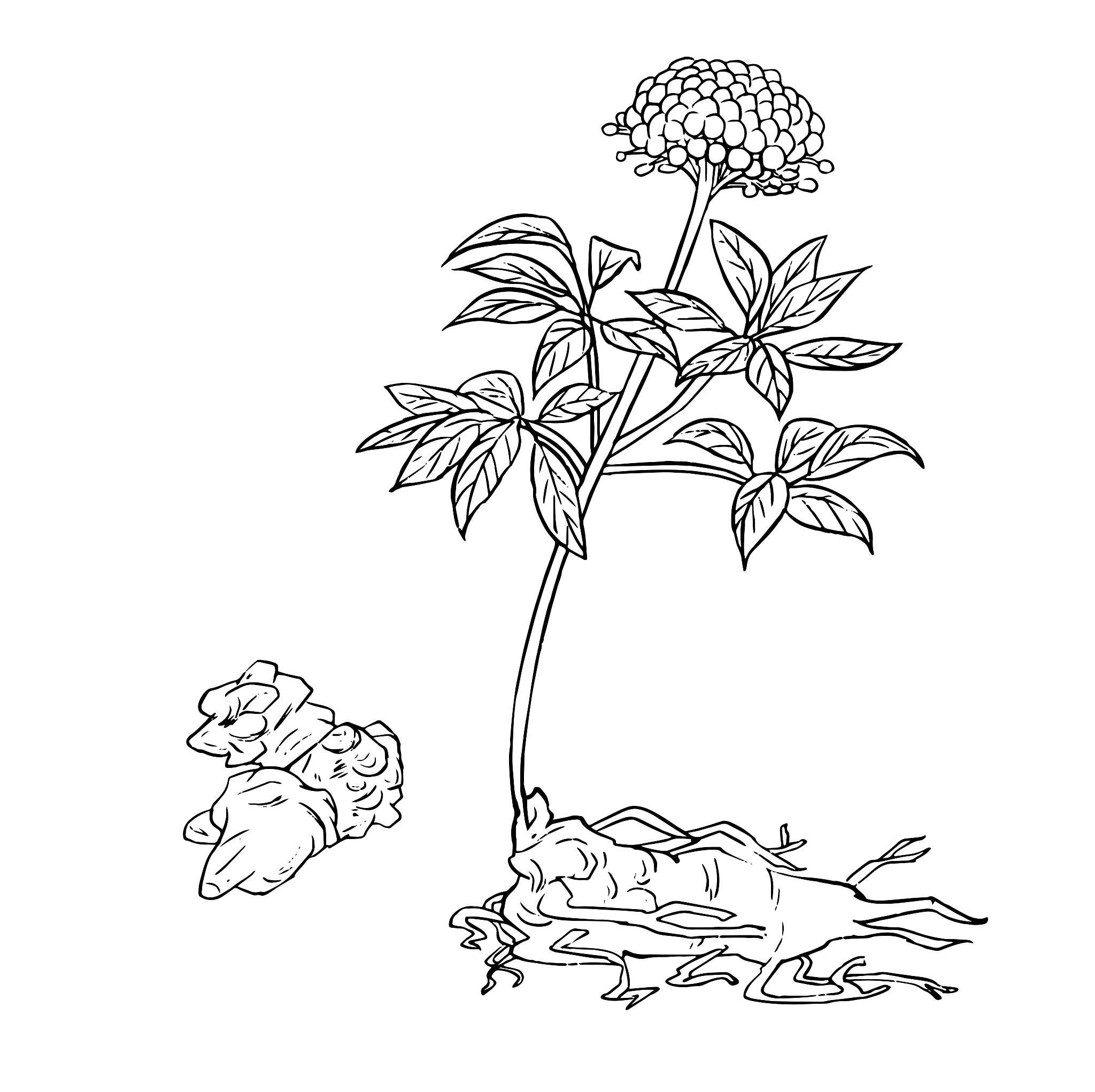 文山三七产品营销方案浅析：打造品牌，开拓市场