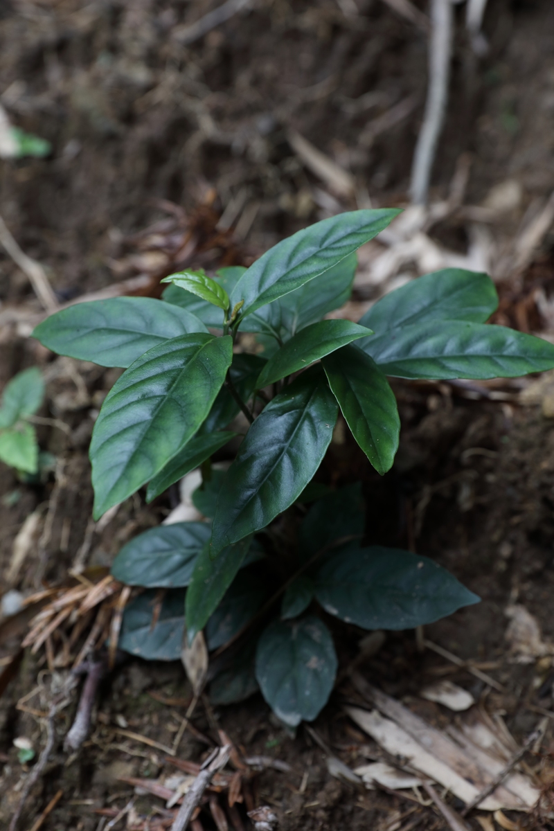 五指毛桃功效与作用：清热解毒、消肿止痛、抗炎抗菌