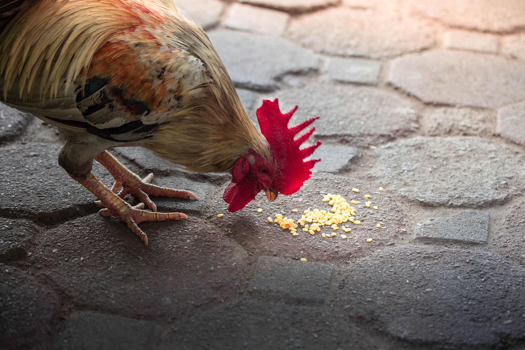 『鸡你太美』歌曲含义解析：谁这么美？