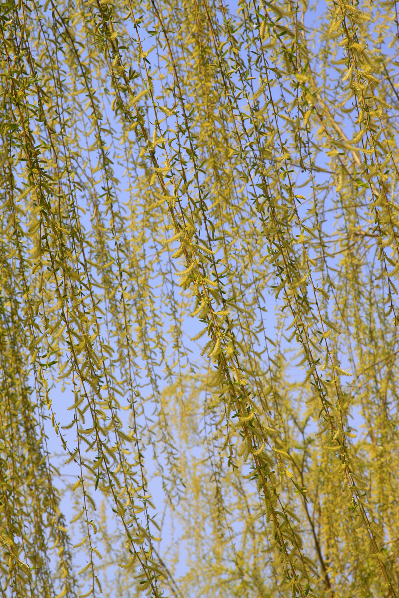 杨柳属植物有哪些区别？从形态到用途全面解析