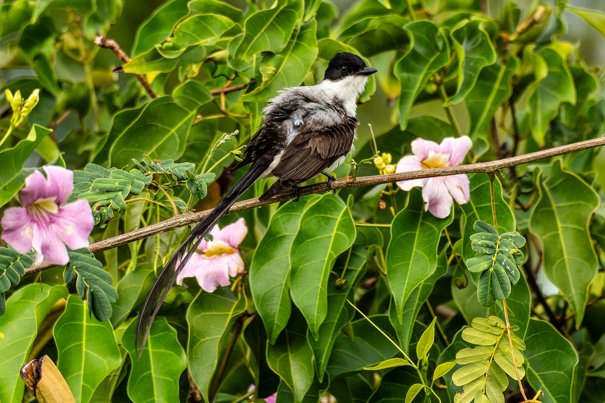 泰国与食品安全有关的法律有那些