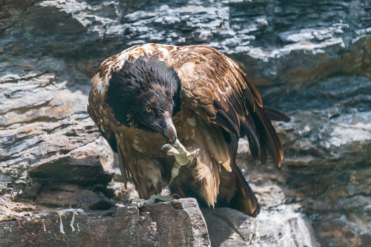 寝室长主要职能、作用