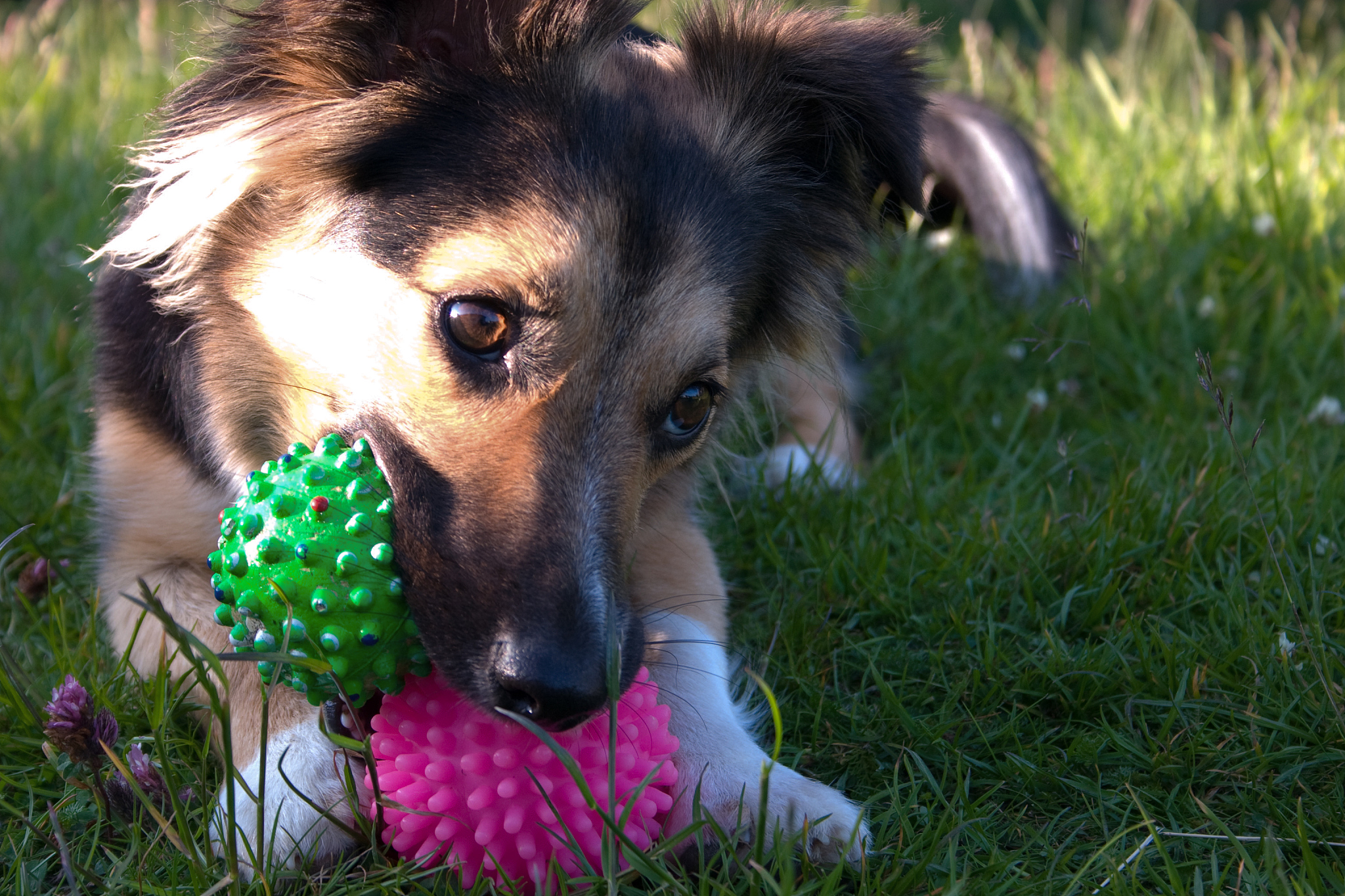 宠物电动玩具球：让你的毛孩子玩得更开心！