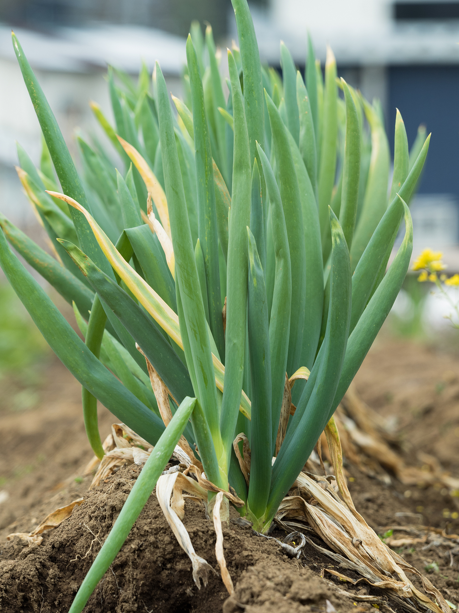 green onion field