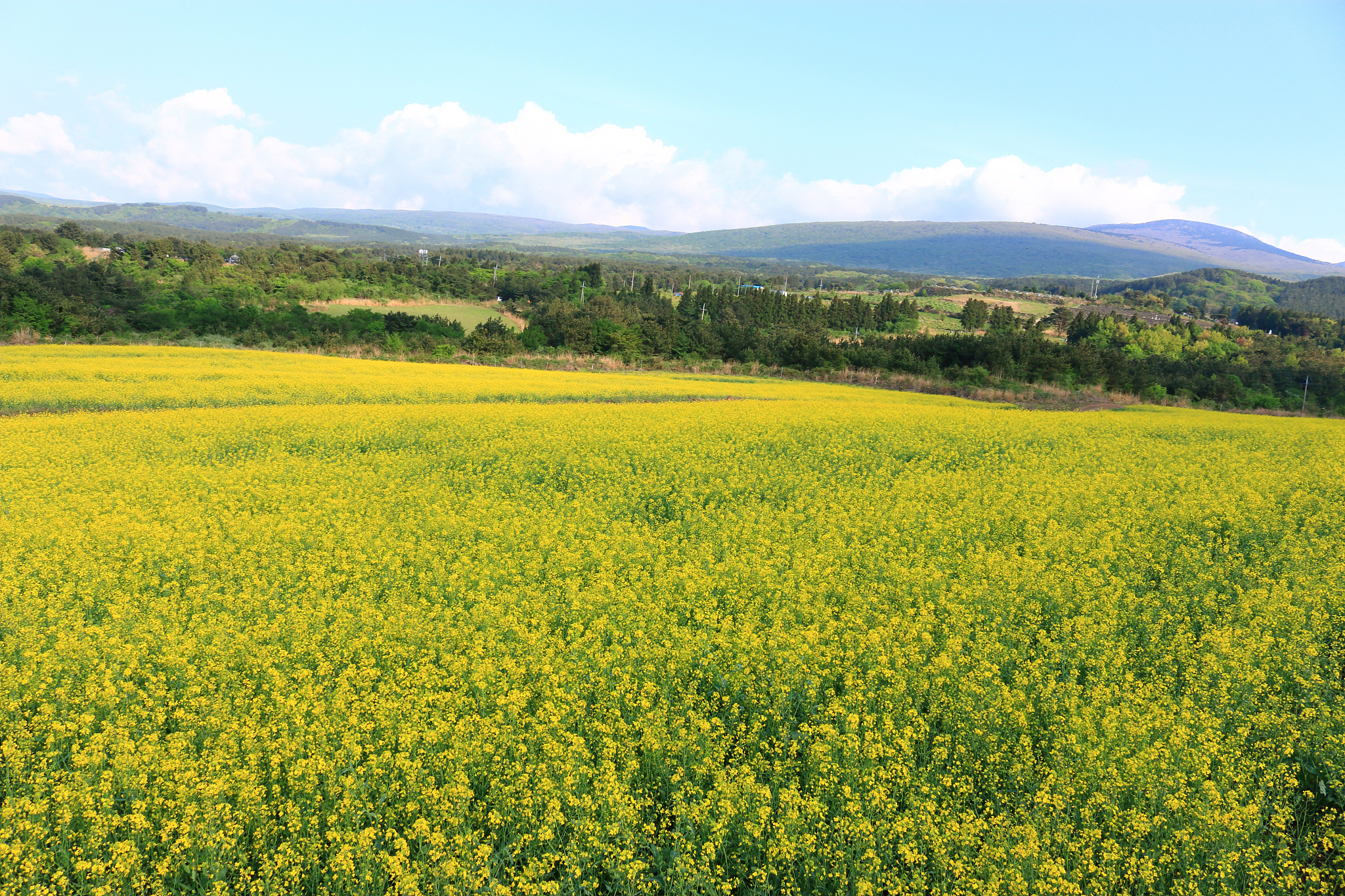 blue barley field, farming, field, field, middle mountain, rape 
