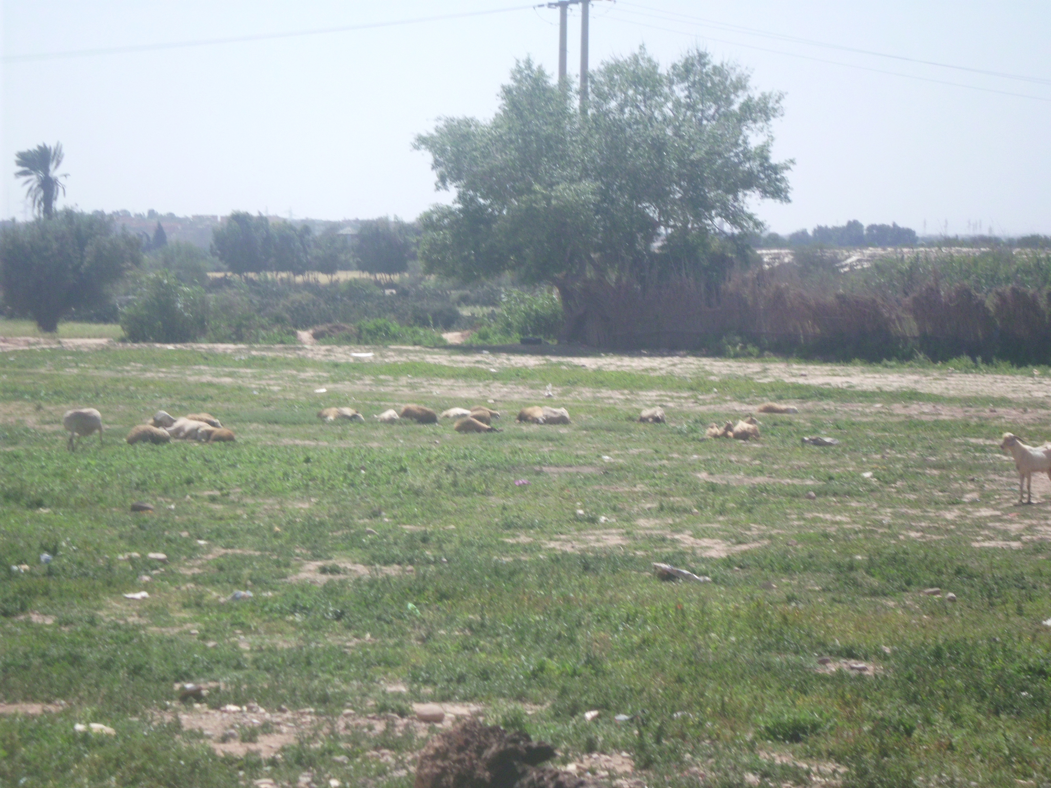 延安市宝塔区春季农田鼠害发生原因及防治对策研究