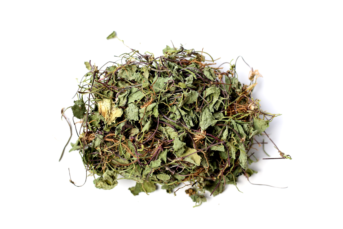 菊花脑大叶和小叶区别：哪个营养更丰富？