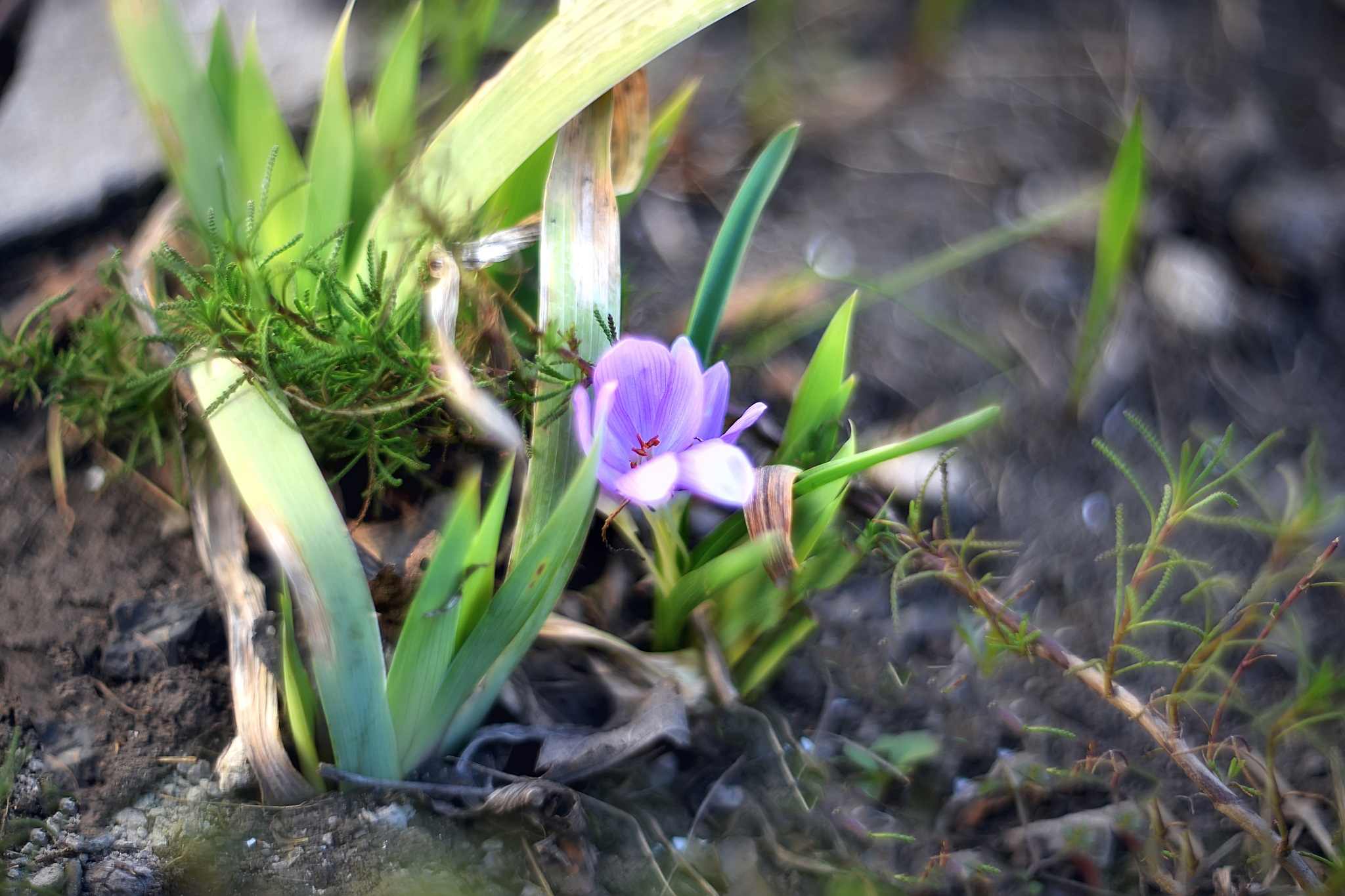 defocus beautiful first spring flowers  on blurred background wi