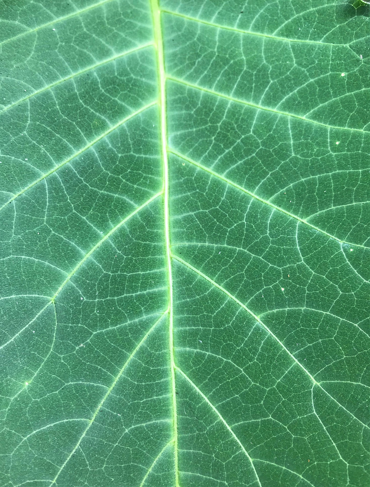 植物呼吸：了解植物如何获取能量