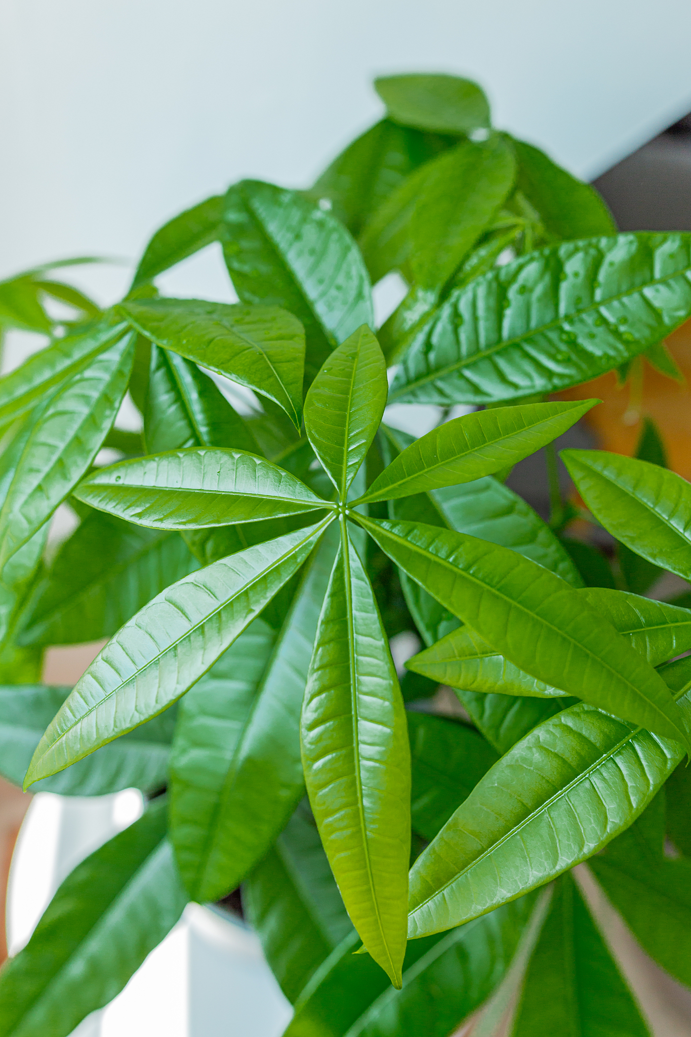 money tree