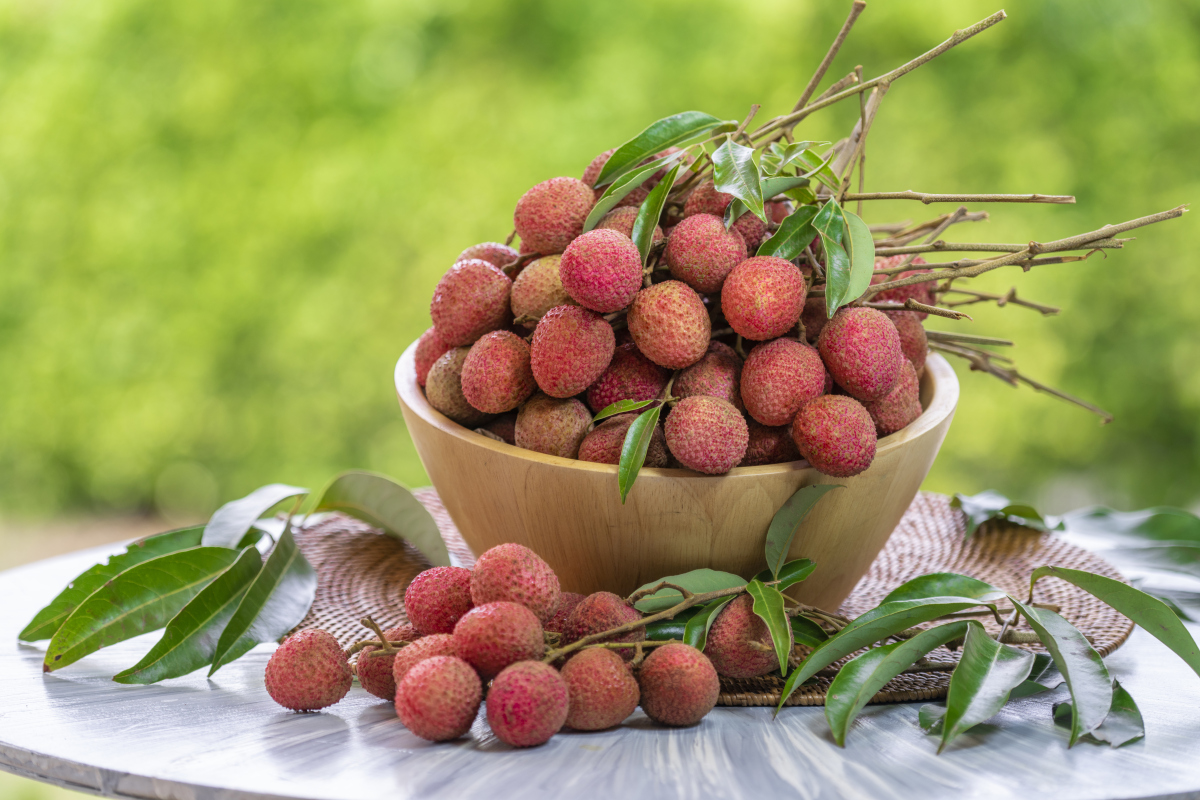 东魁杨梅的由来