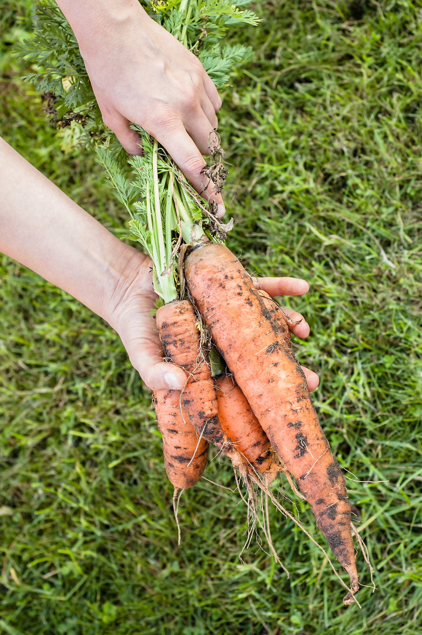 bunch of fresh, dirty carrots in hands, top view.