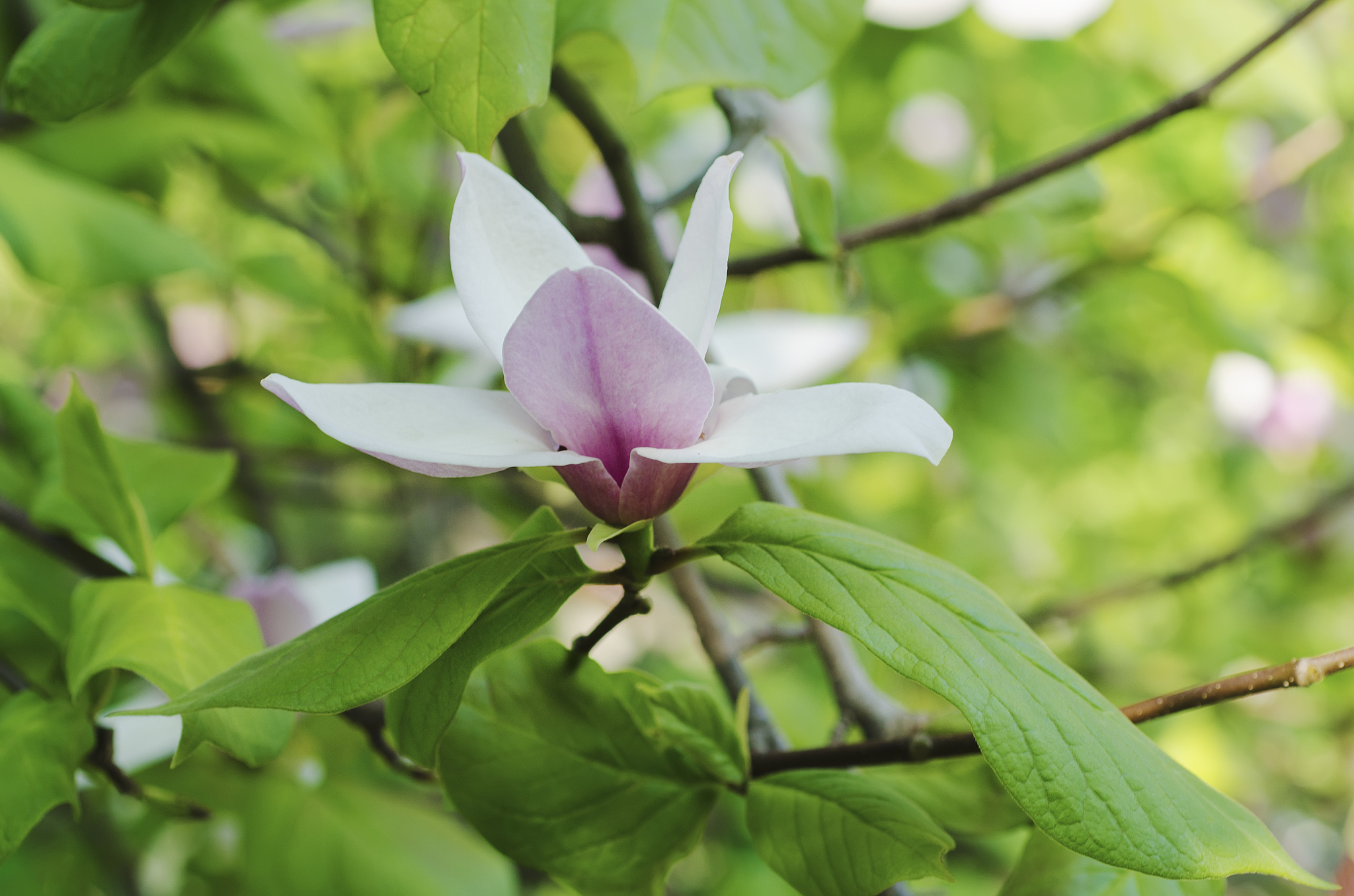 木荷属于什么科？植物学分类揭秘
