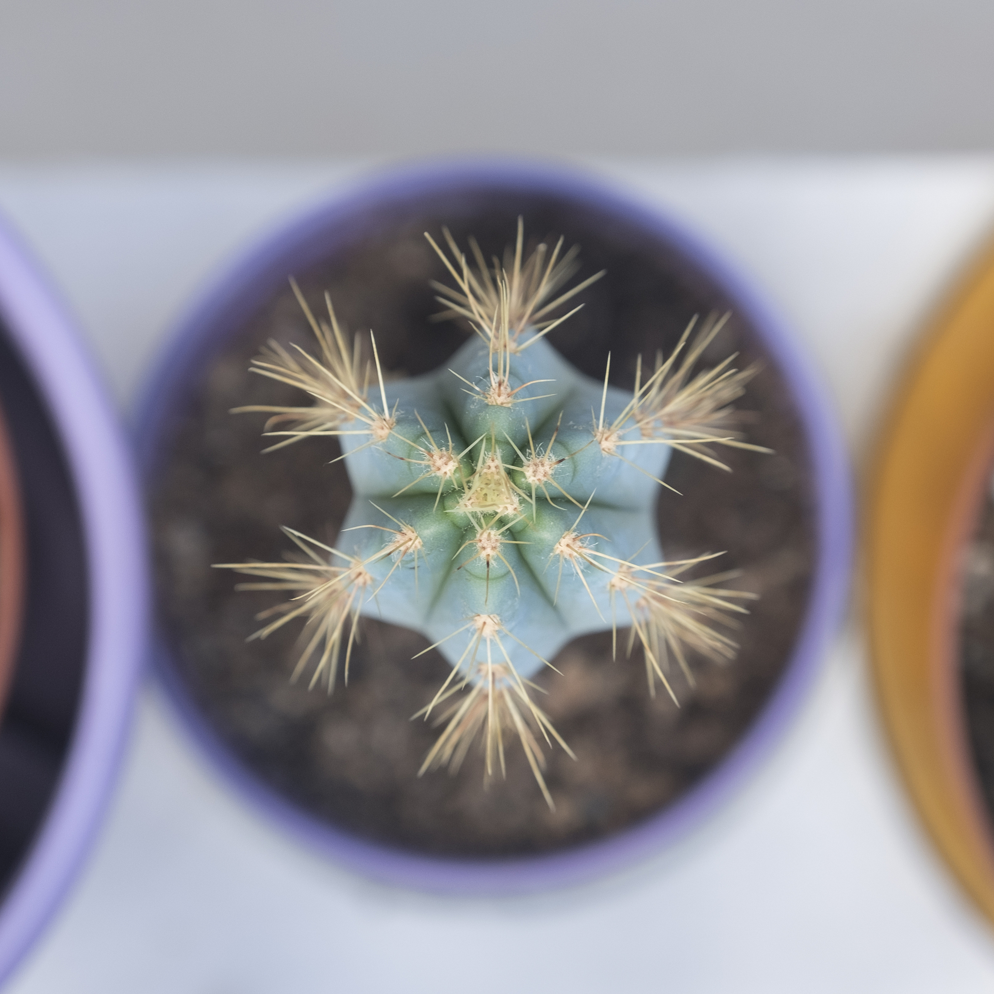 秀丽线虫：阿尔兹海默症研究的理想模型生物