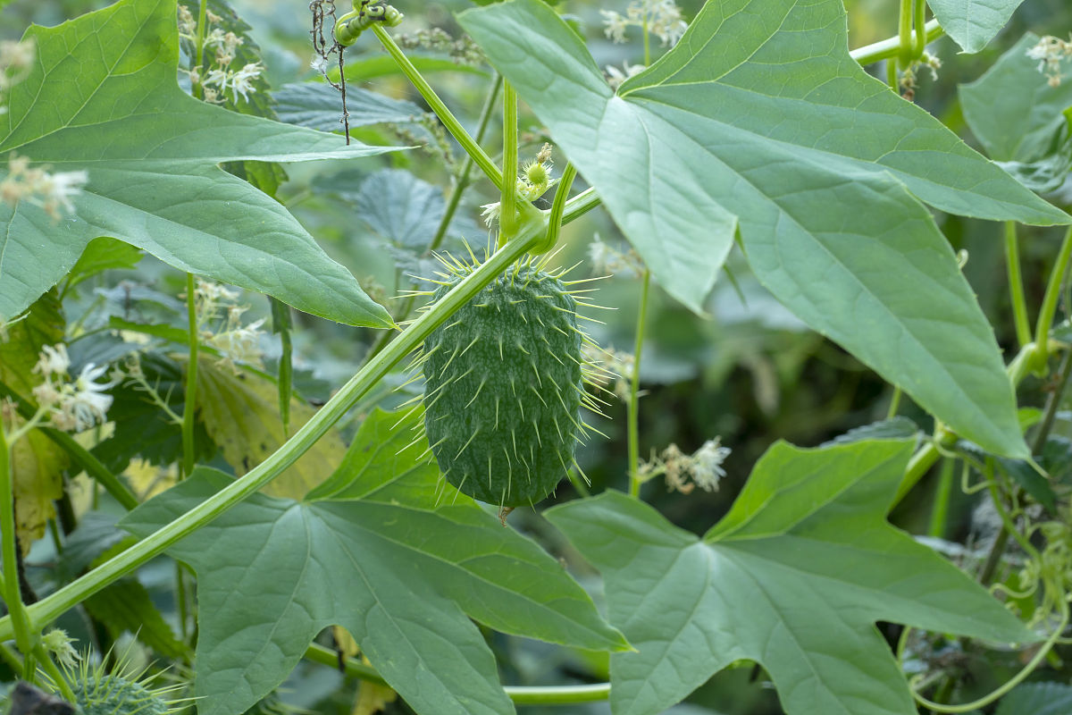 植物开花和结果时间不同的原因