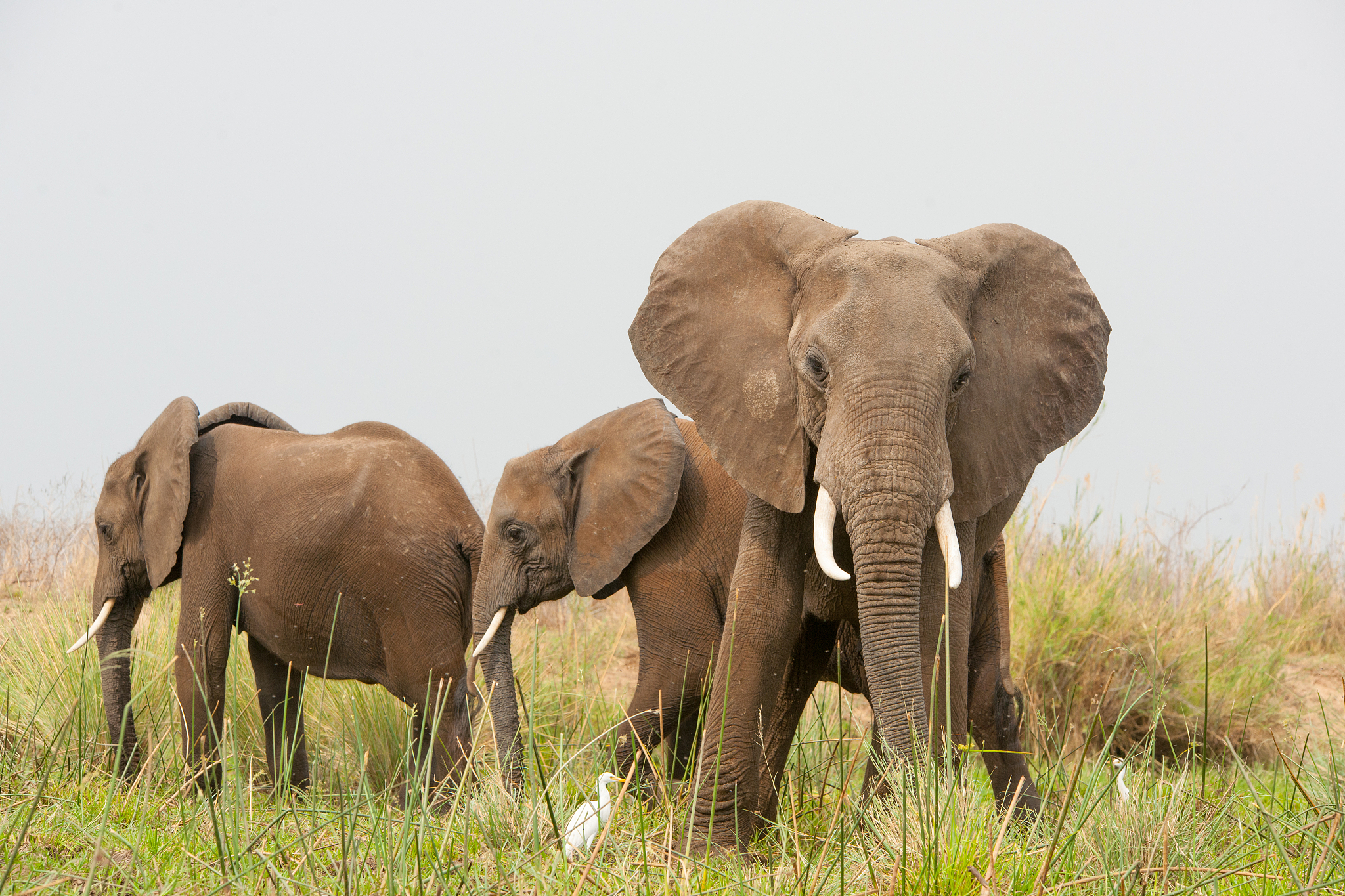 a breeding herd of elephant in zambia