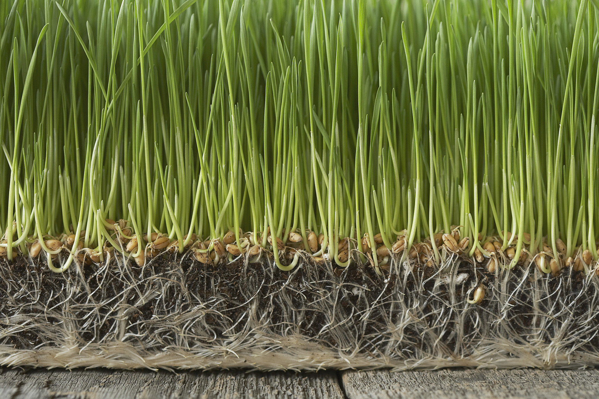 水稻根系和根际微生物：抵御重金属污染的关键力量