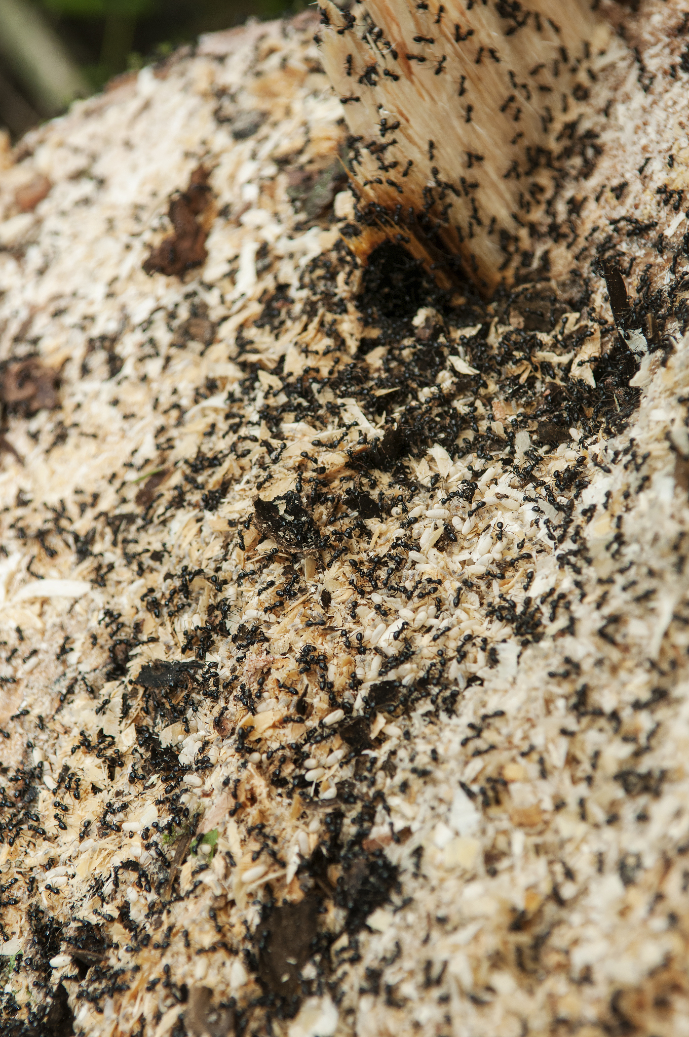closeup of ant infested spruce tree trunk