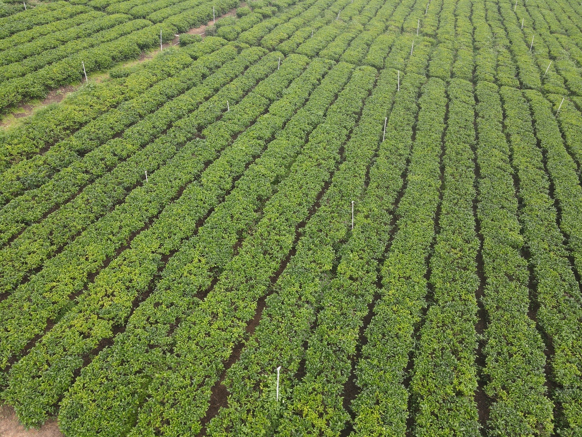 贵州职校中草药种植专业就业前景分析：好就业吗？
