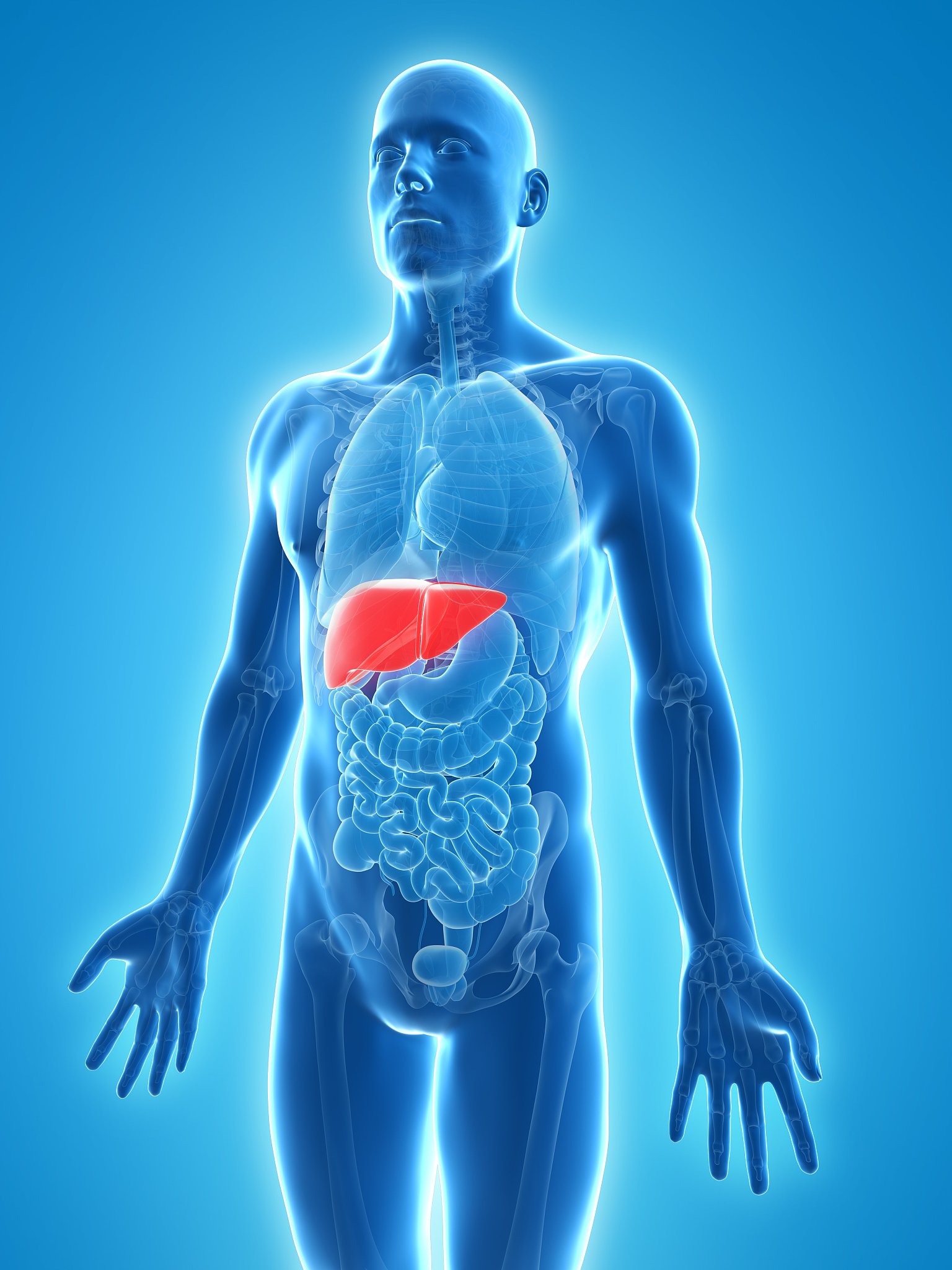 慢性肝炎中的血小板作用：促进修复与风险并存