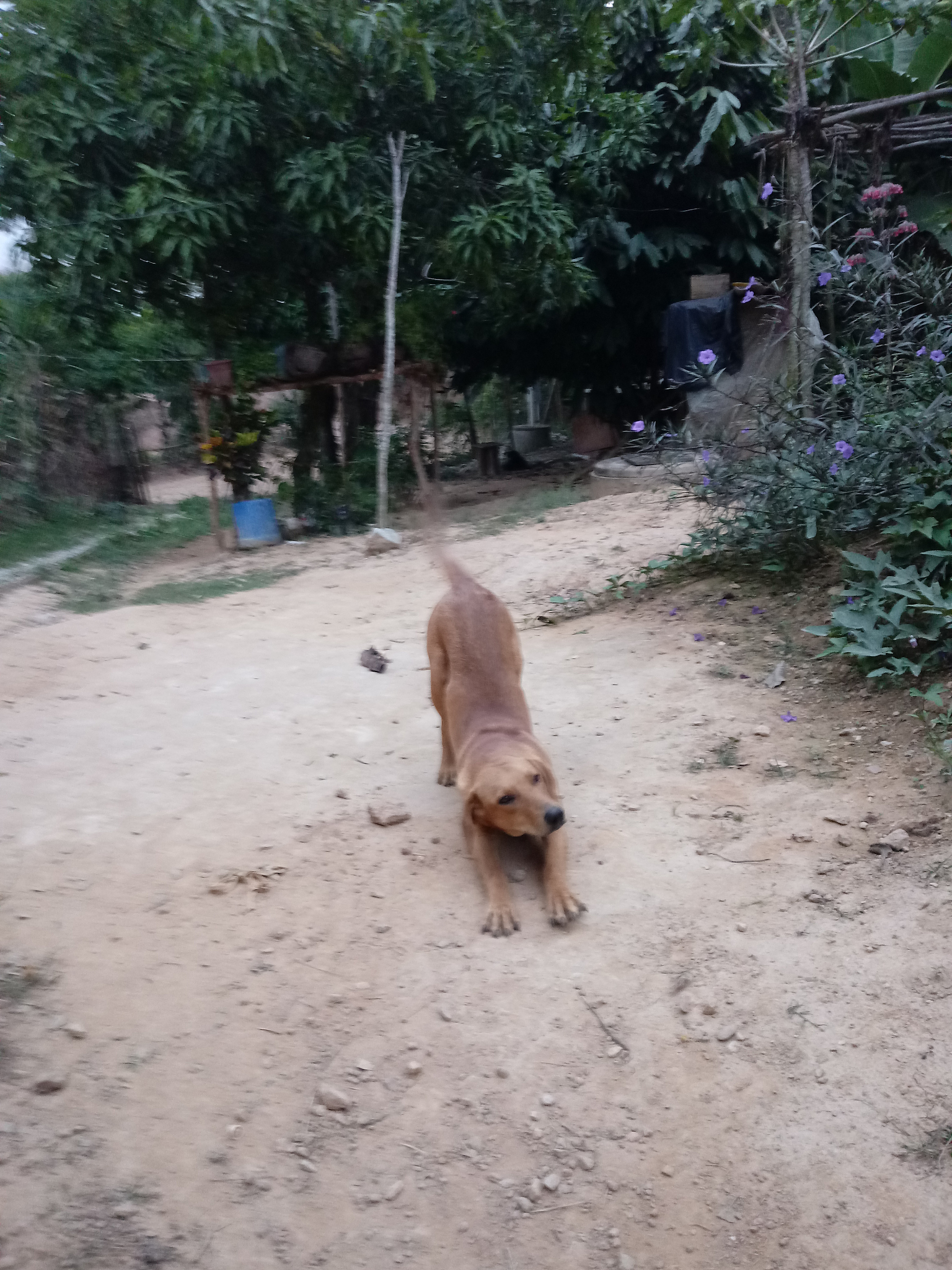 💔【千万别伤害！揭秘最易被弃养狗狗，你敢看吗？】