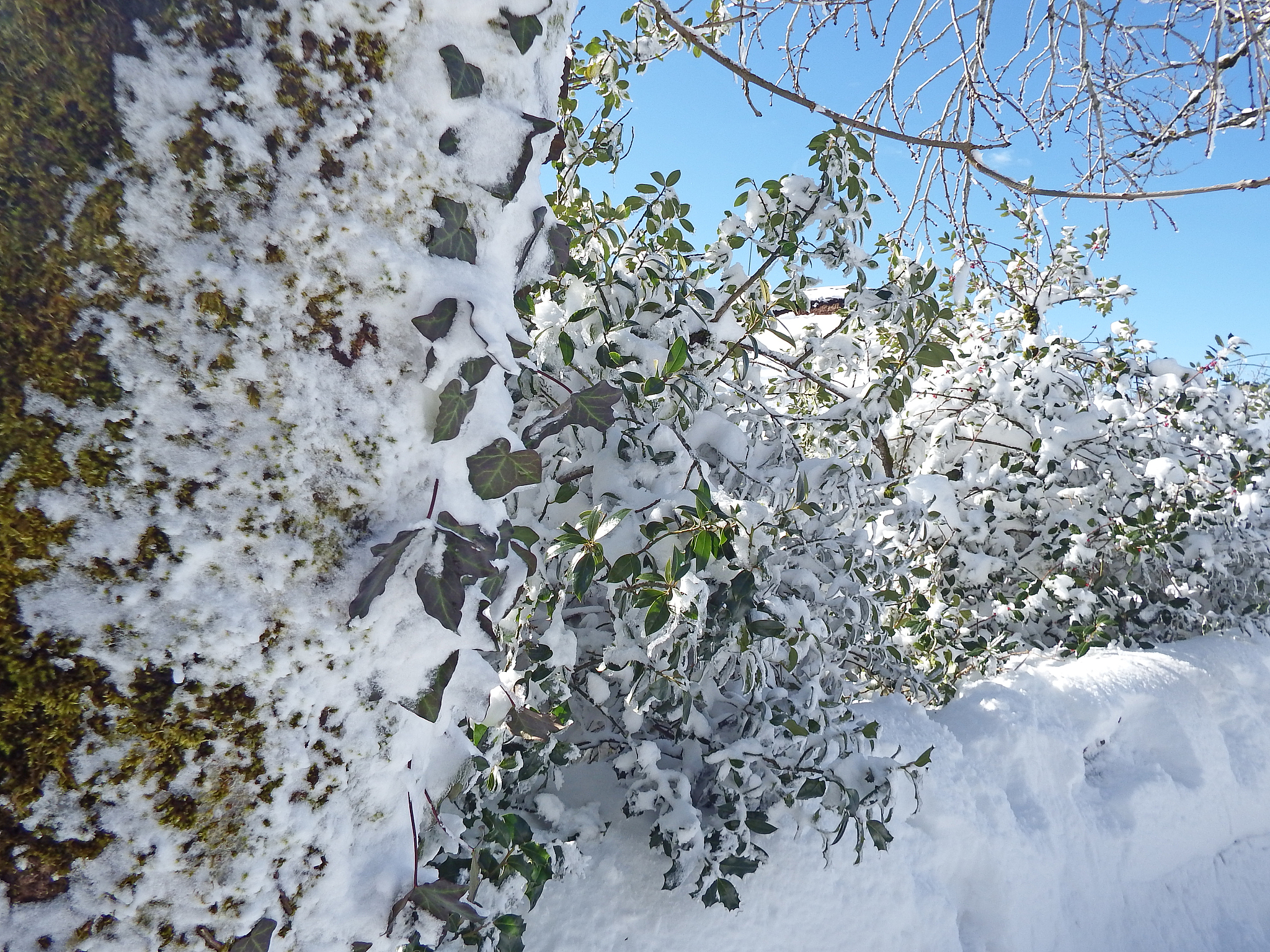 关于春天杨絮的故事