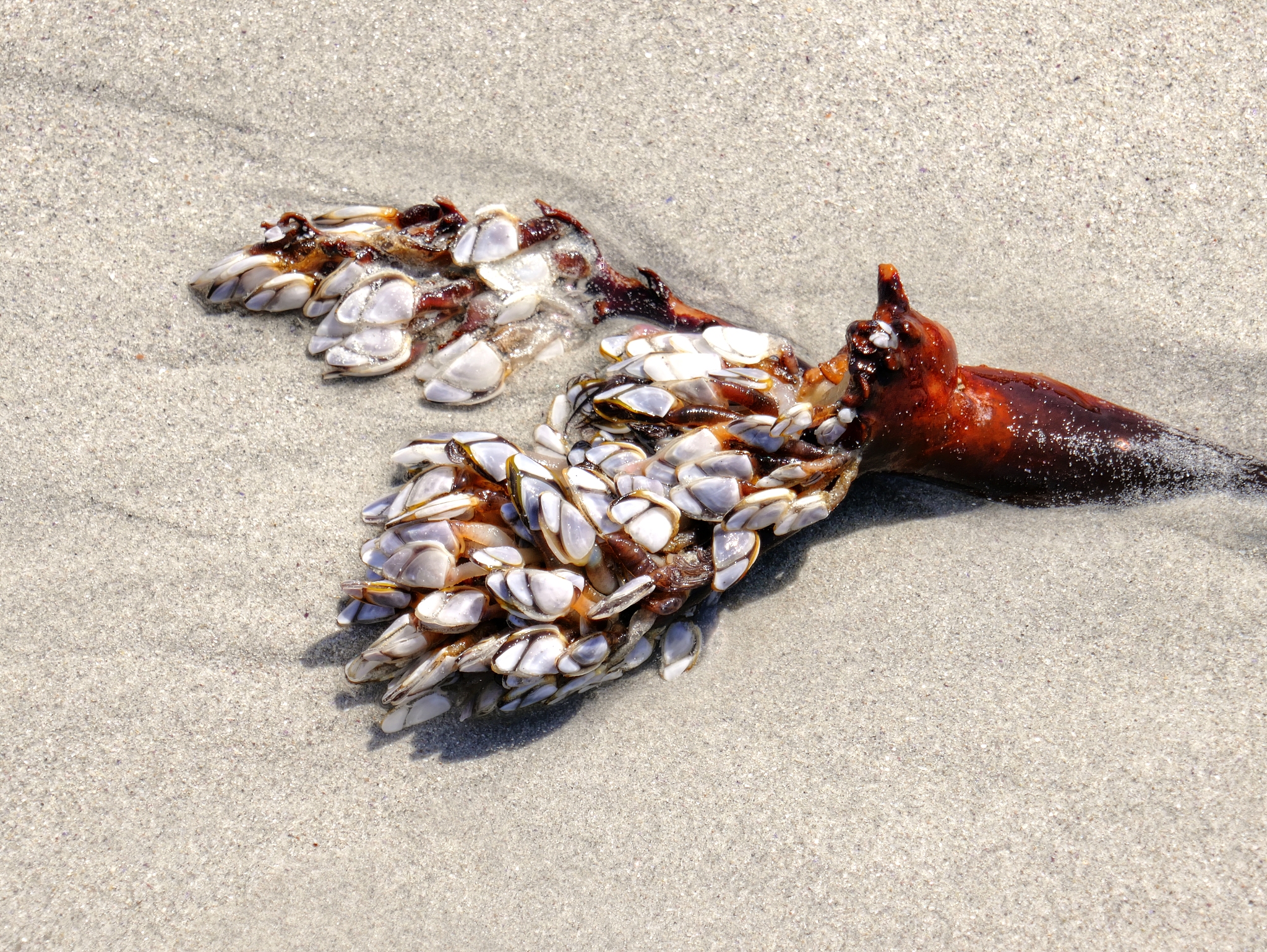 shells on seaweed