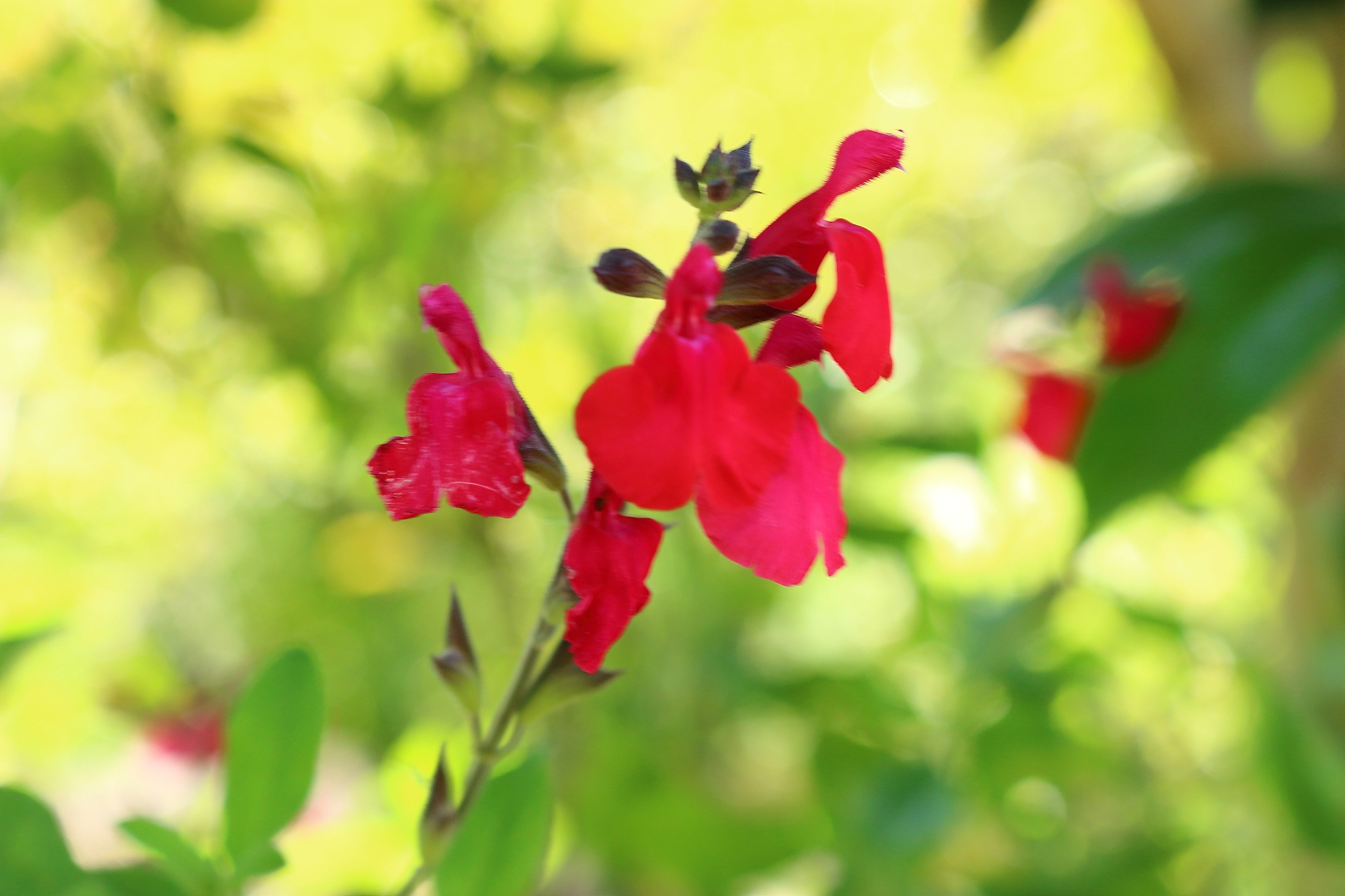 spring, flowers, spring flowers, wildflowers, flower beds, garde