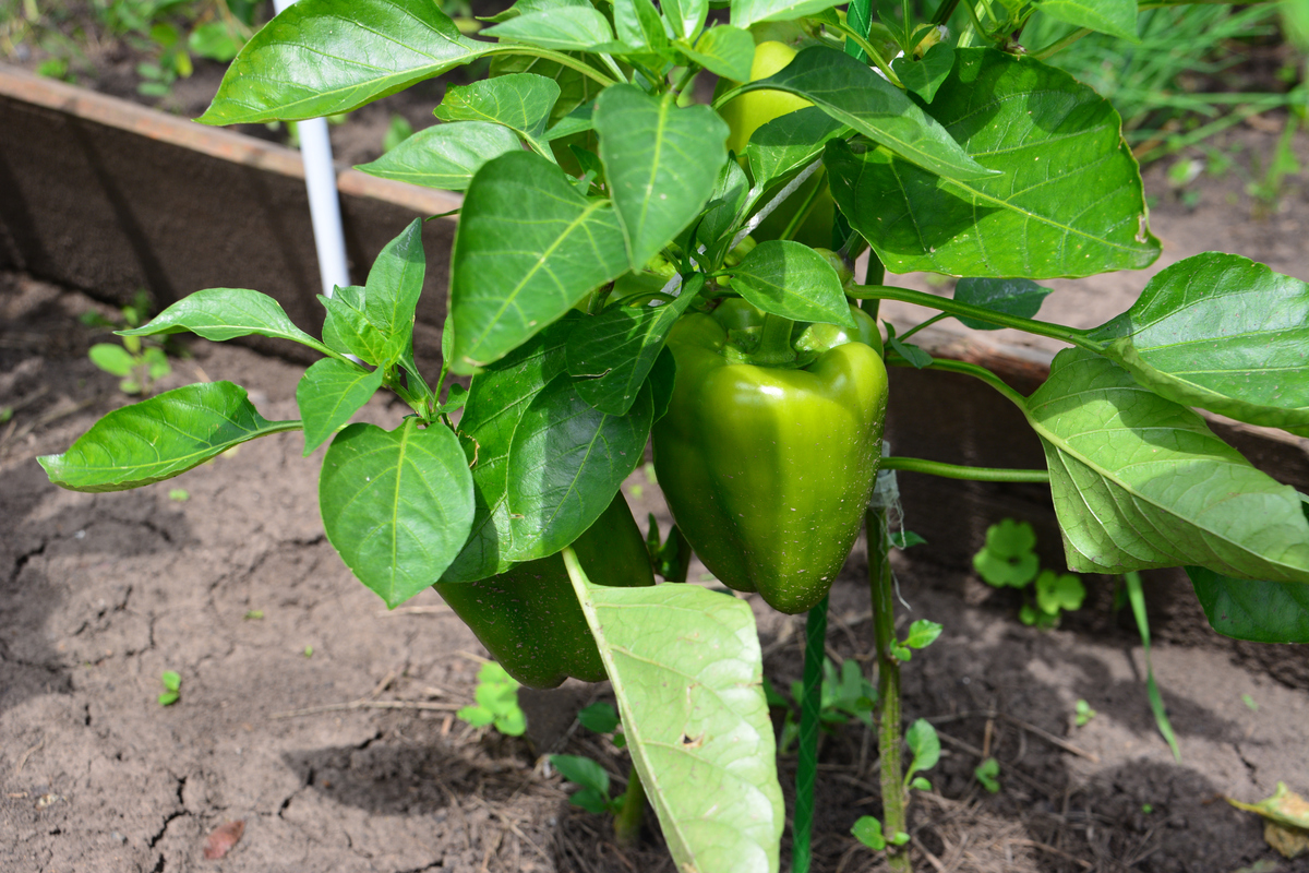 由缺素导致的辣椒卷叶有哪些