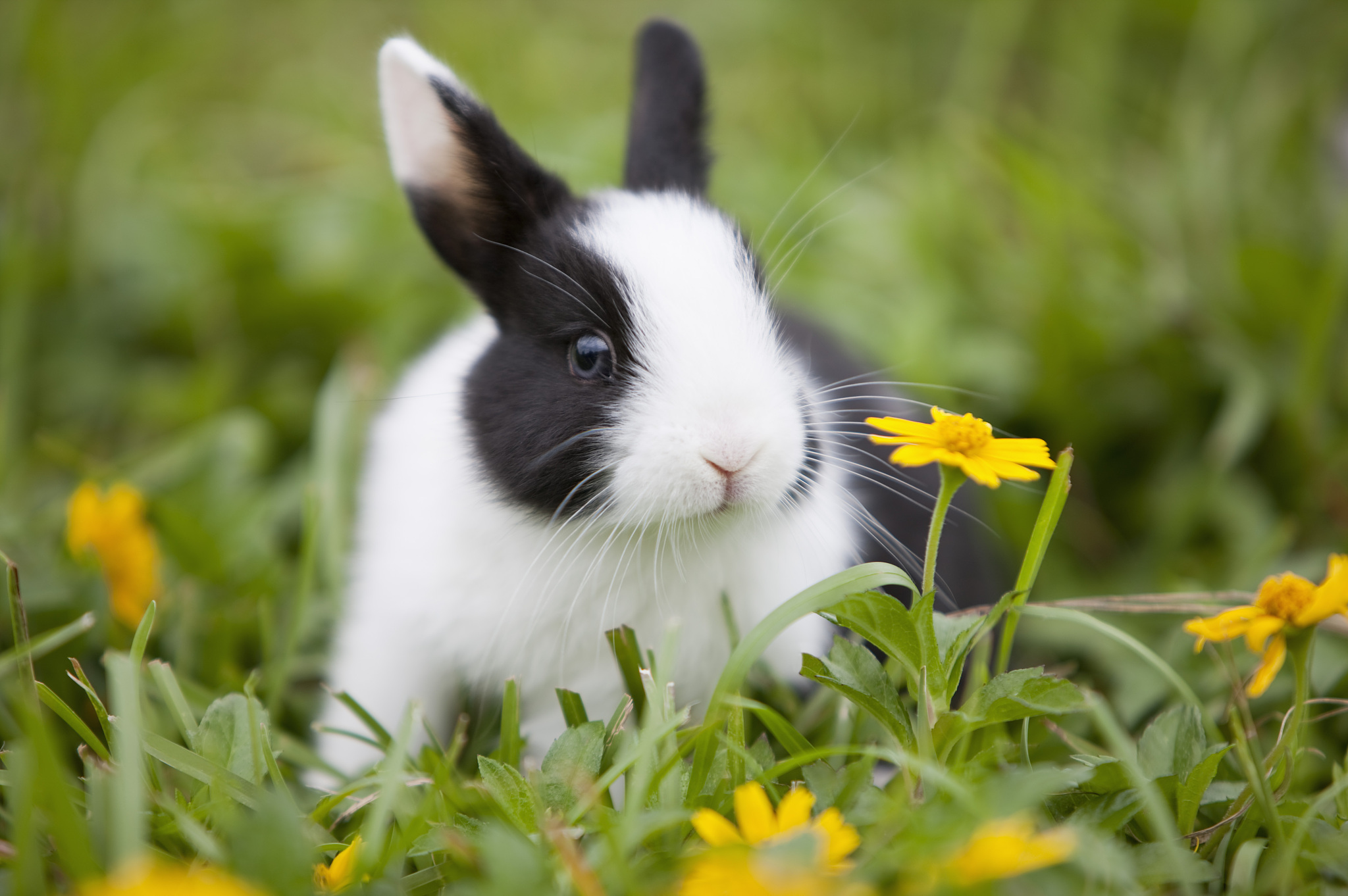 用Python写一个斐波那契函数的程序