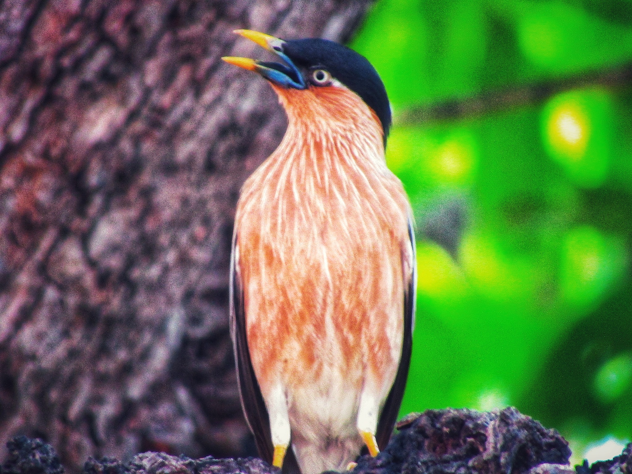 nⅰαo的汉字是什么