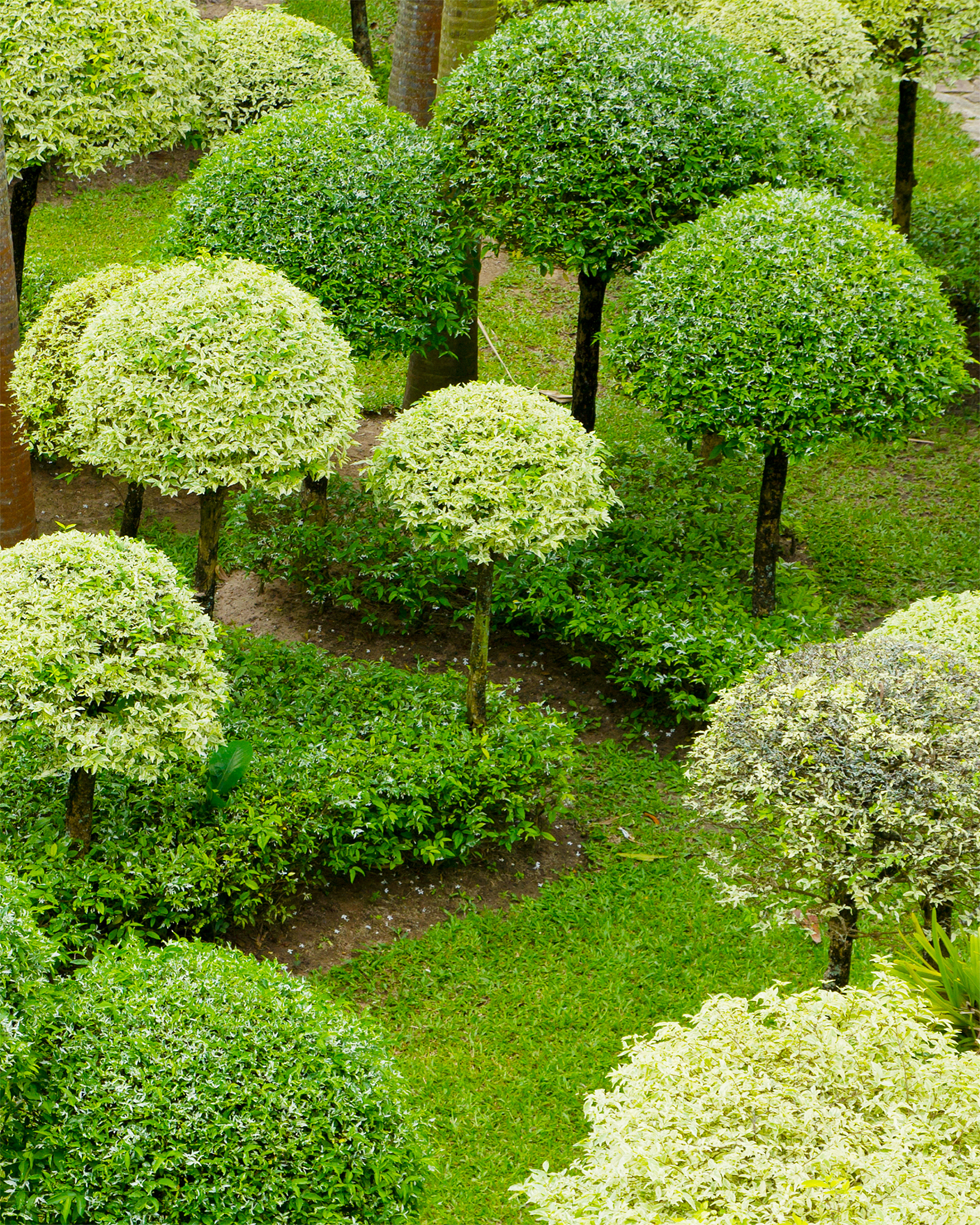 广州市苗木补偿标准详解：规范、细致、透明