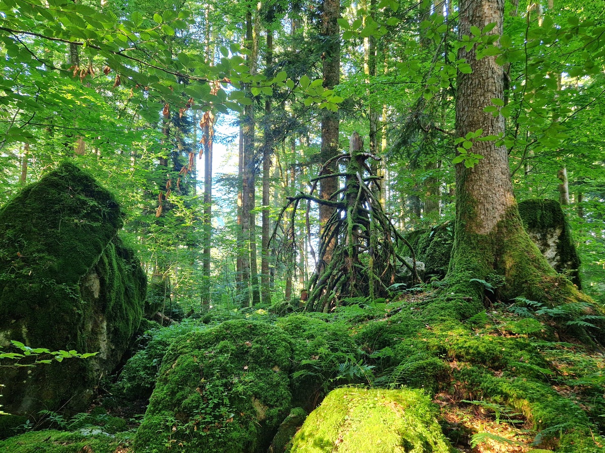 森林生态系统：地球的肺，需要我们的保护