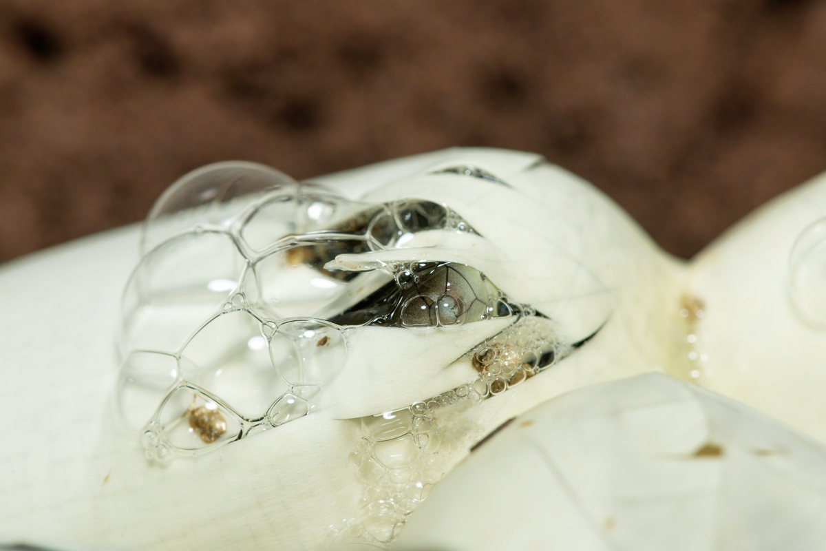 黑曼巴蛇(dendroaspis polylepis)从蛋中孵化