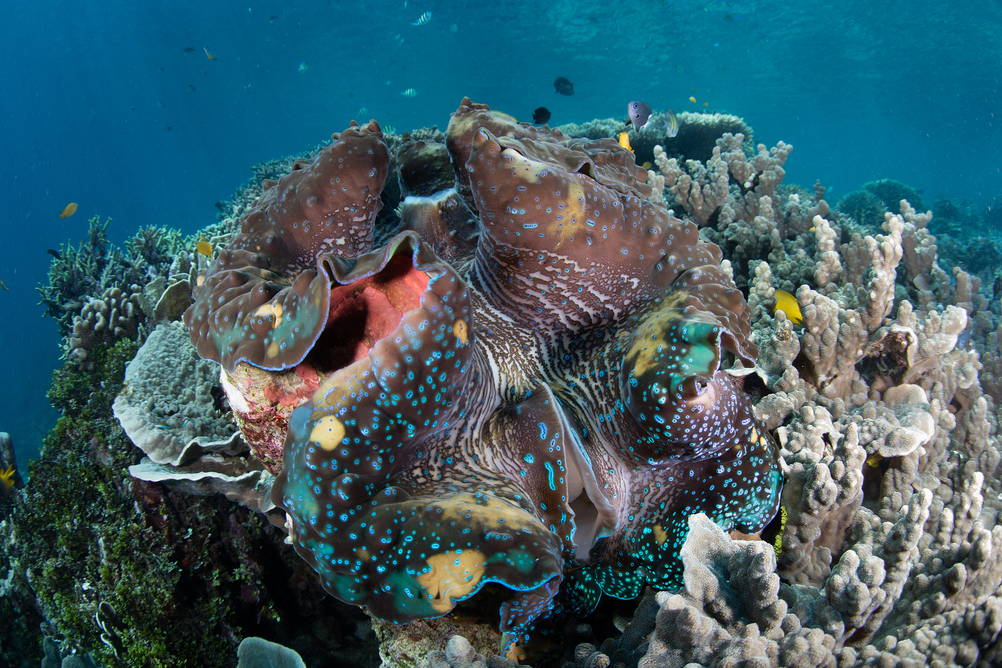 JOURNAL OF THEORETICAL BIOLOGY: 生物学理论研究期刊 - 涵盖范围广泛