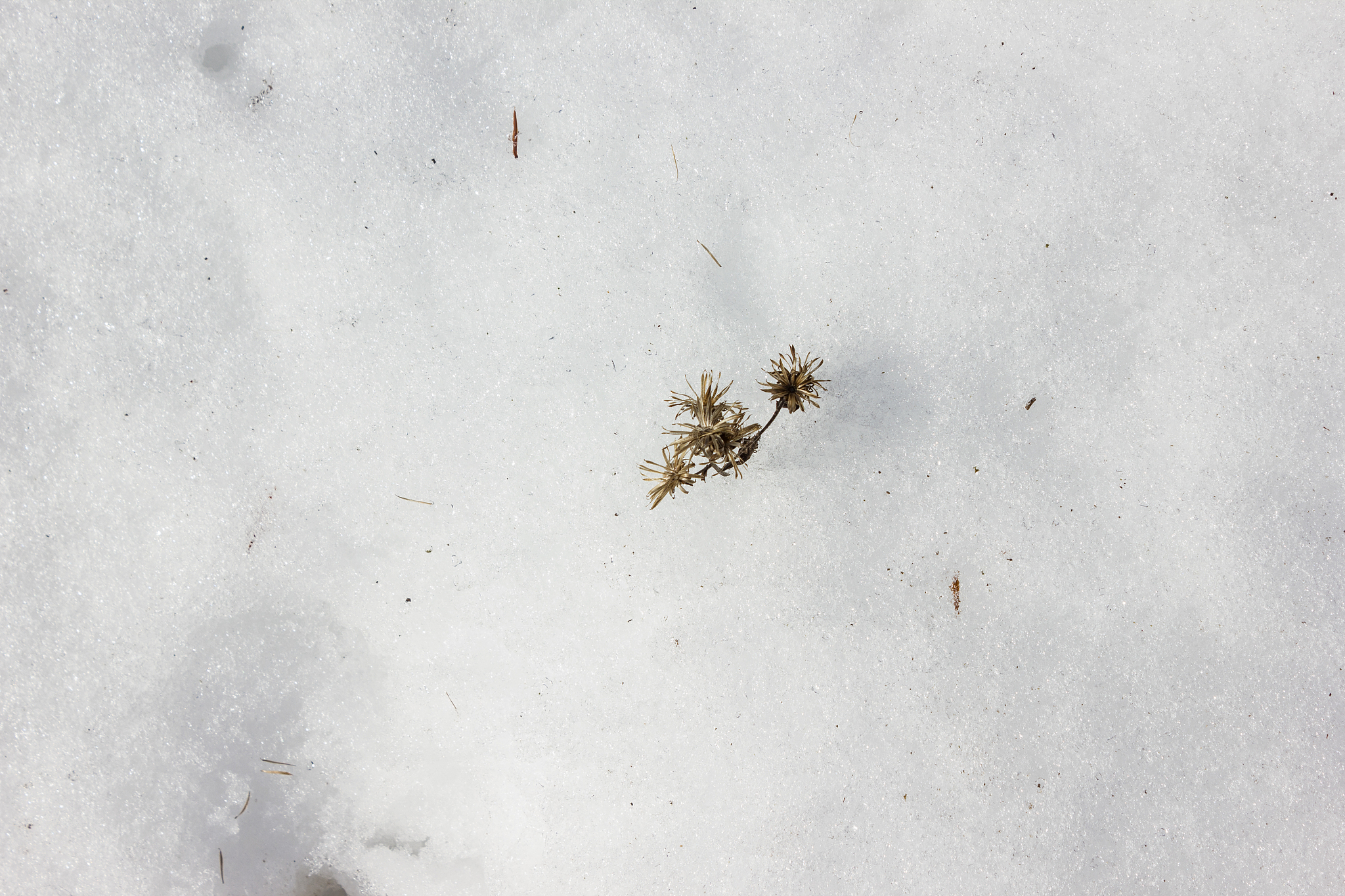 colorful flowers in snow field