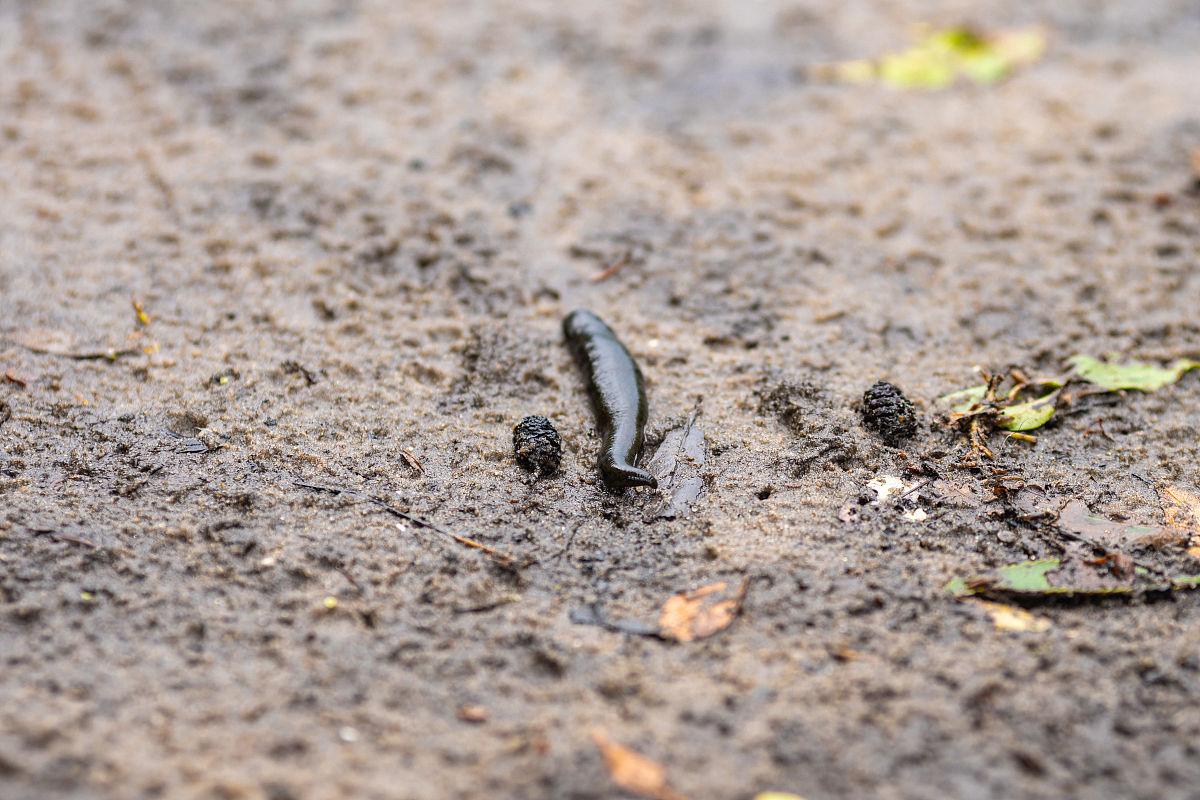 蚂蚁大逃亡：团结与希望的旅程