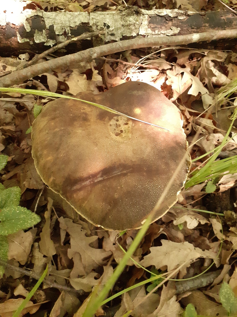 鸡腿菇栽培技术方案的参考文献