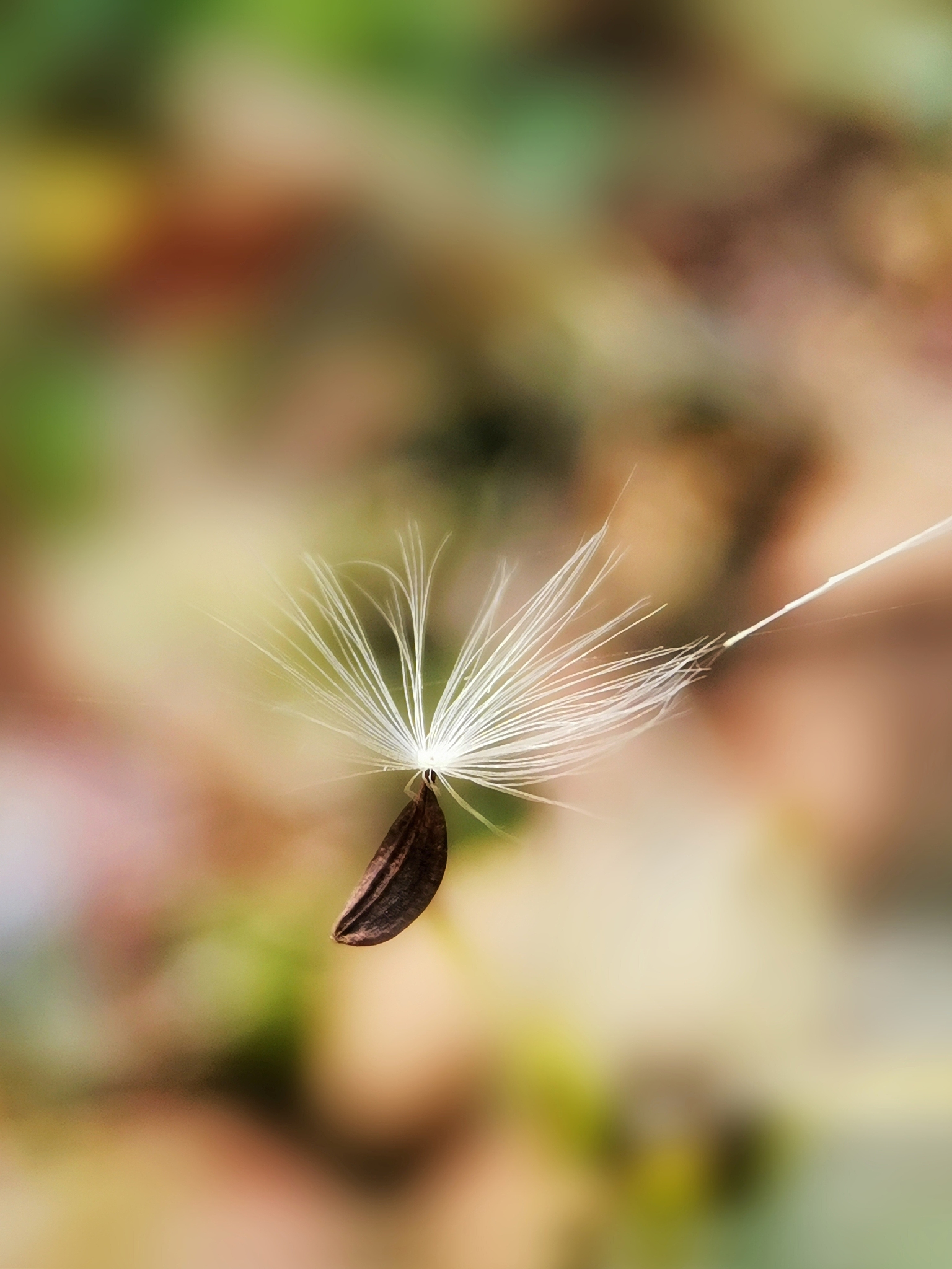 蜉蝣的生命只有一天而人类却可活几十年你认为二者的主要差别在哪里或者说生命的意义是什么要详细论述