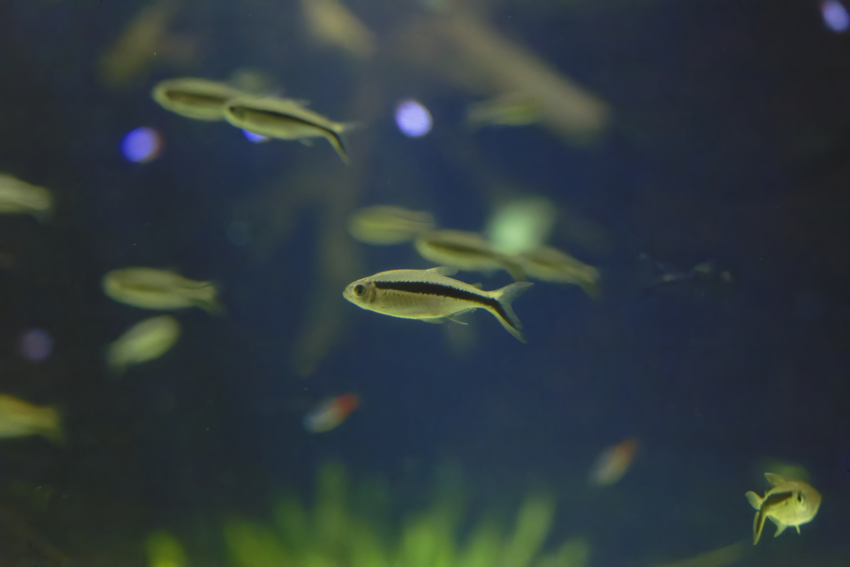 C语言自增运算符详解：k=(++i)+(++i)+(i++) 的计算过程