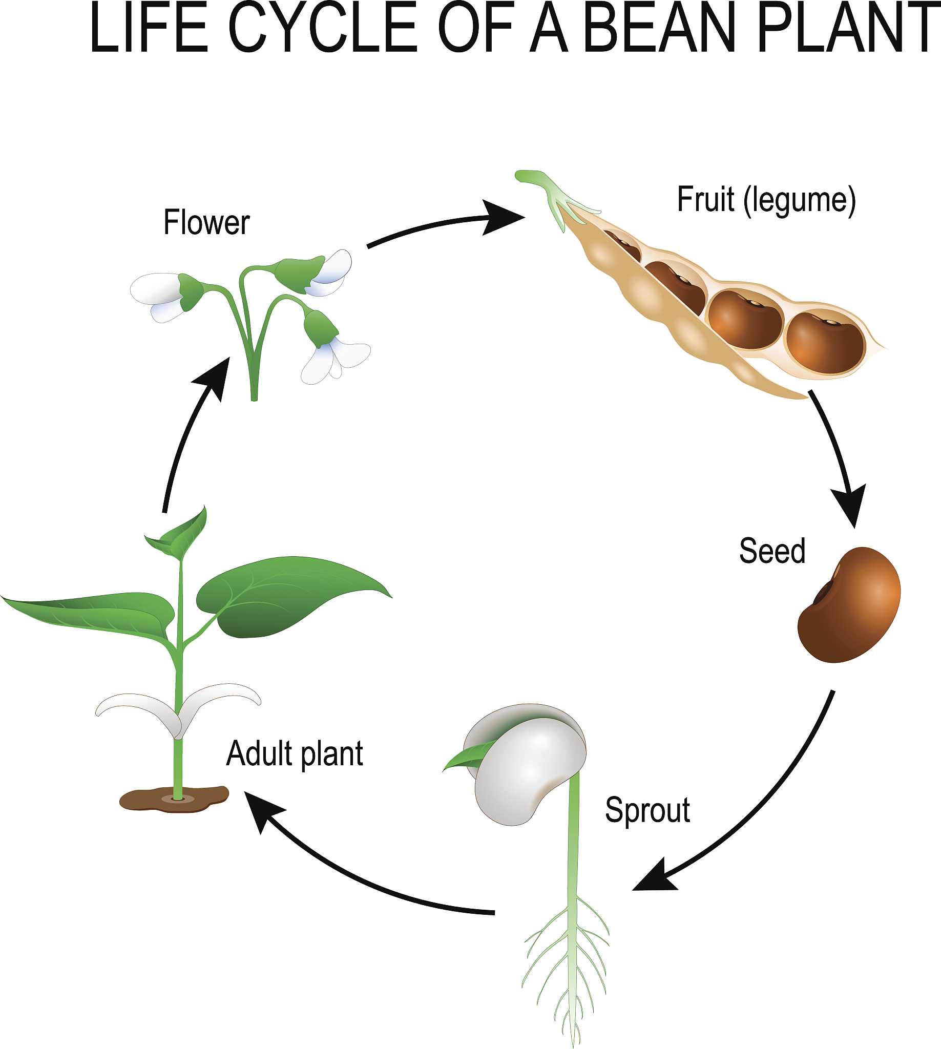 植物苗期和成熟期 SOD、POD、CAT 活性变化分析