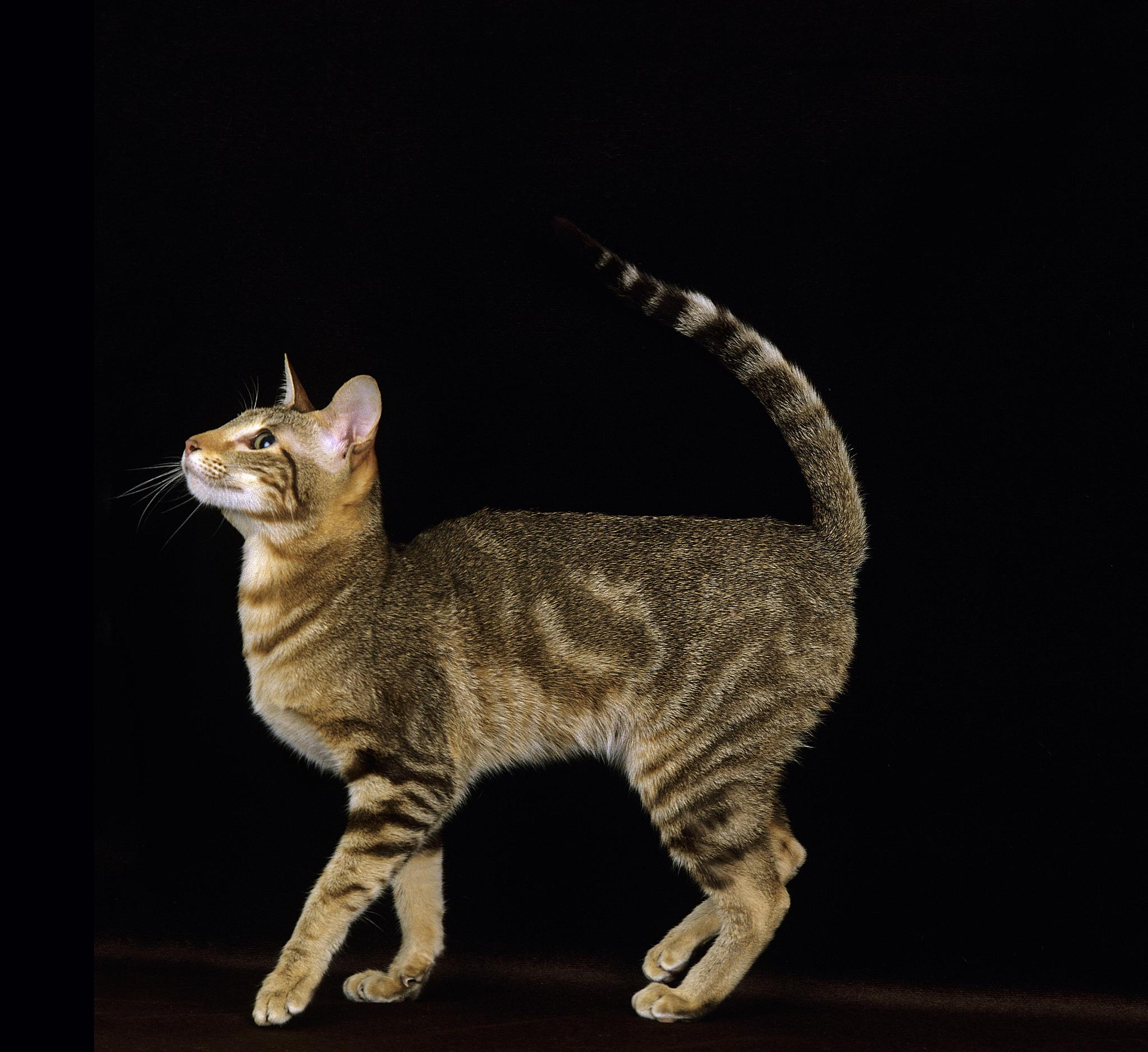 少年同盟中花纹与钱与兄弟眼睛很像的猫是什么毛色的猫