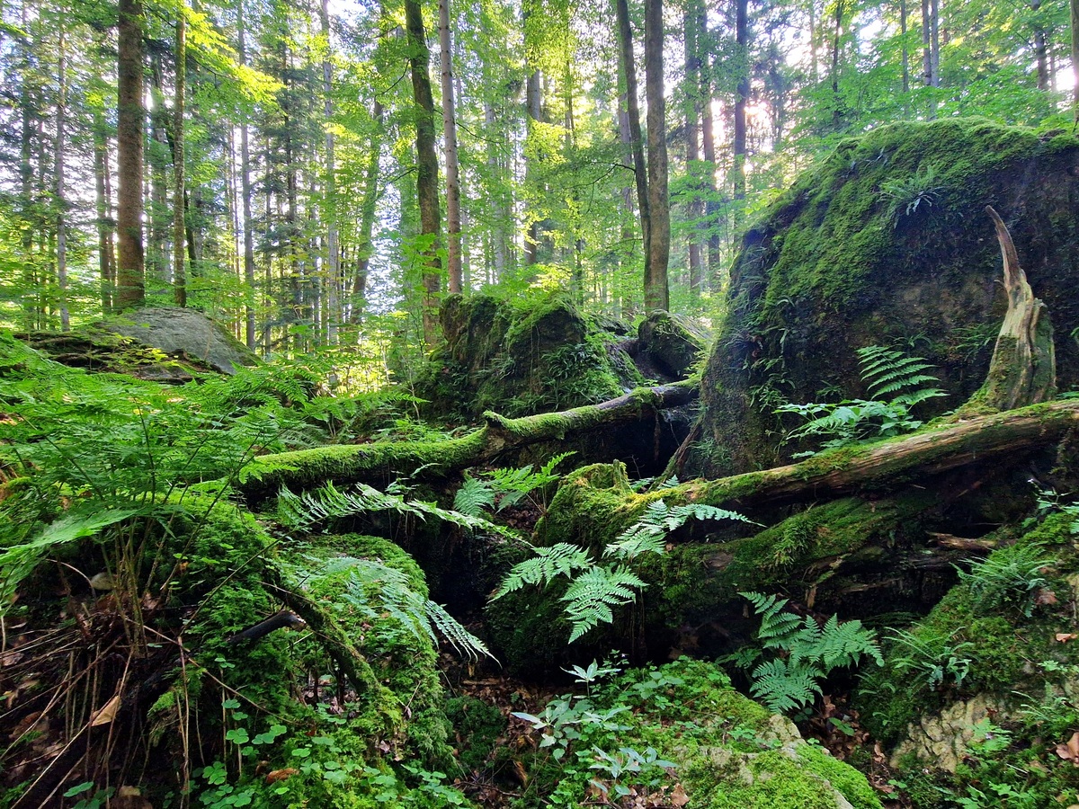 走进森林的中心句：探索神秘的自然世界