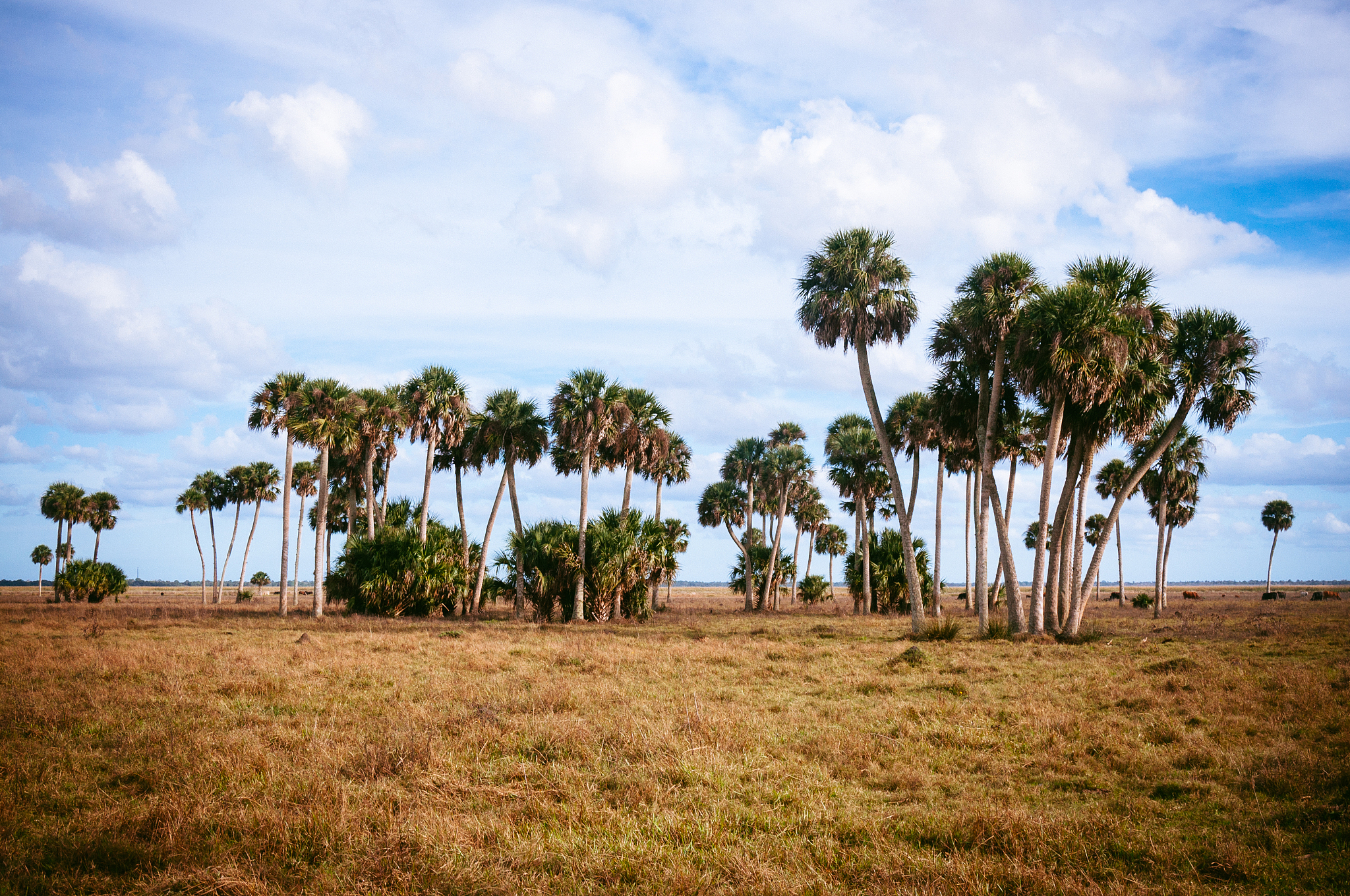 florida prairie