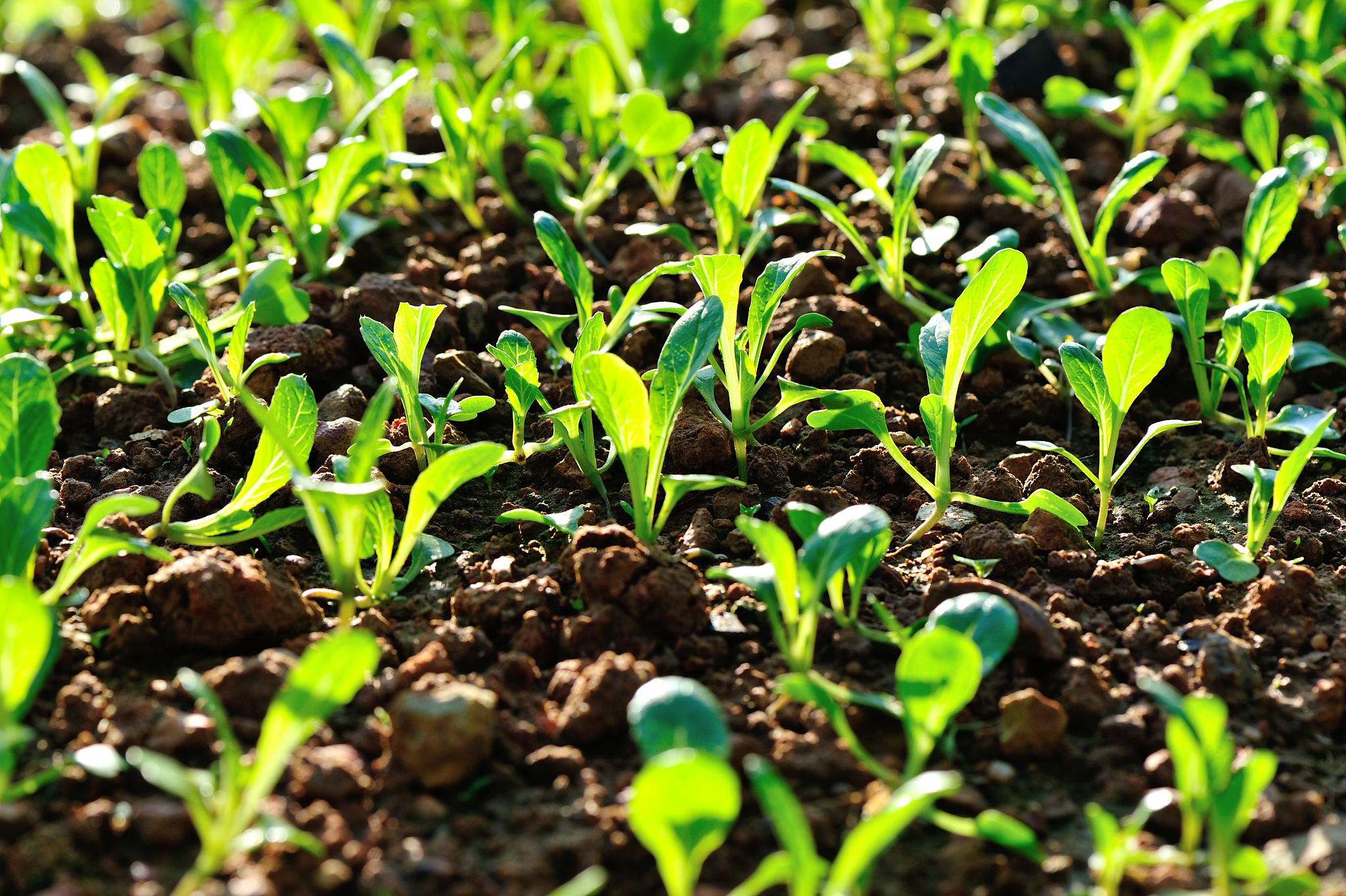 不同的氮浓度对油菜种子发芽及苗期生长的影响的研究意义